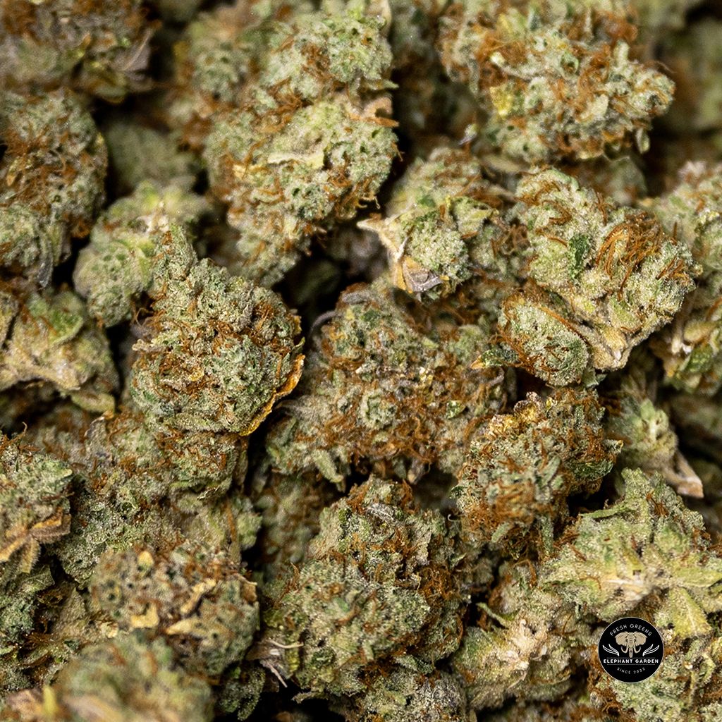 Buy Candy Jack Bulk At Elephant Garden Co Weed Dispensary 3