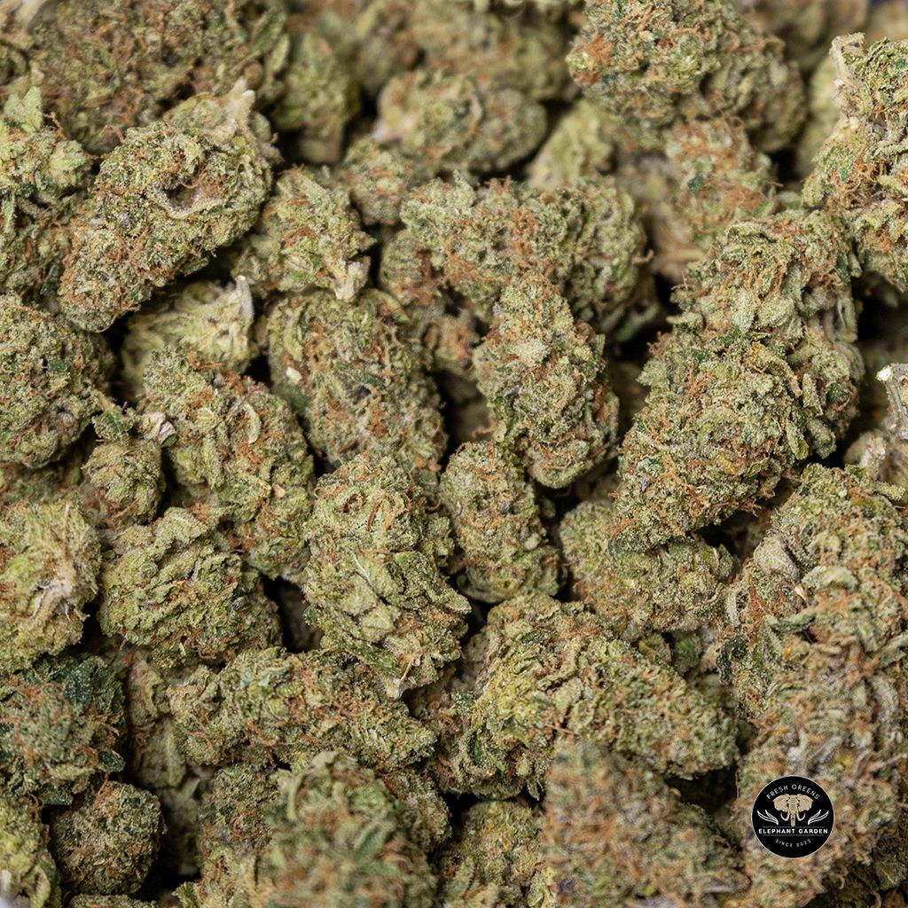 Buy Lemon Haze Bulk at Elephant Garden Co Weed Dispensary 3