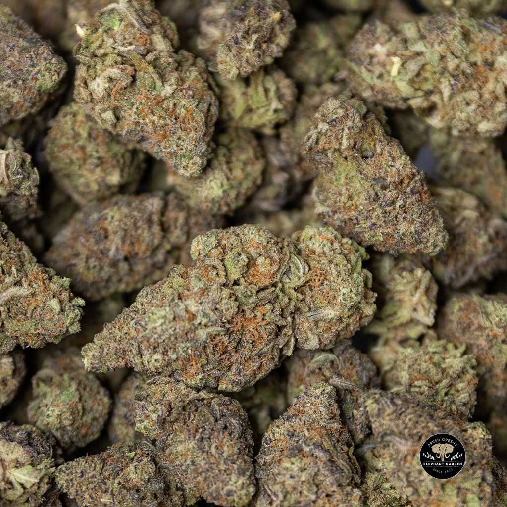 Buy Peanut Butter Gelato Bulk at Elephant Garden Co Weed Dispensary 2