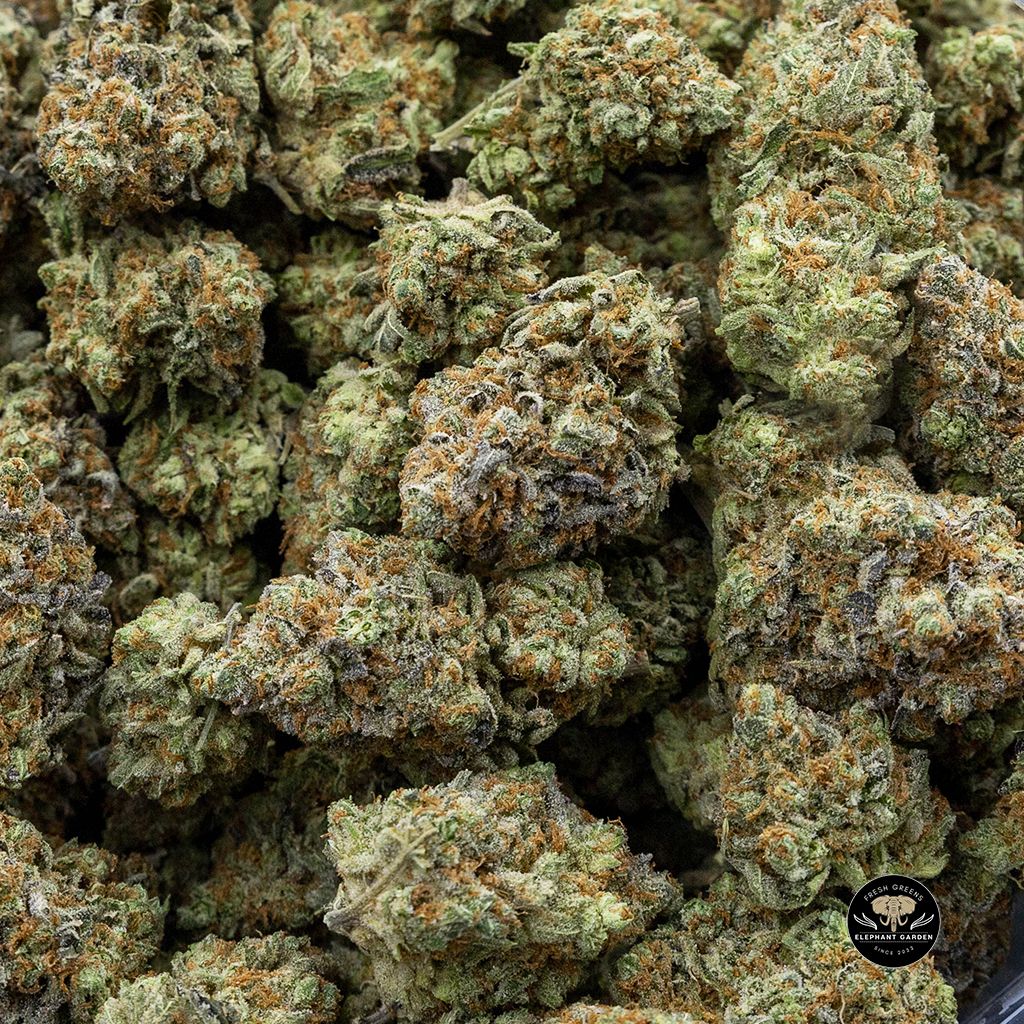 Buy Tangerine Dream Bulk at Elephant Garden Co Weed Dispensary Online 2