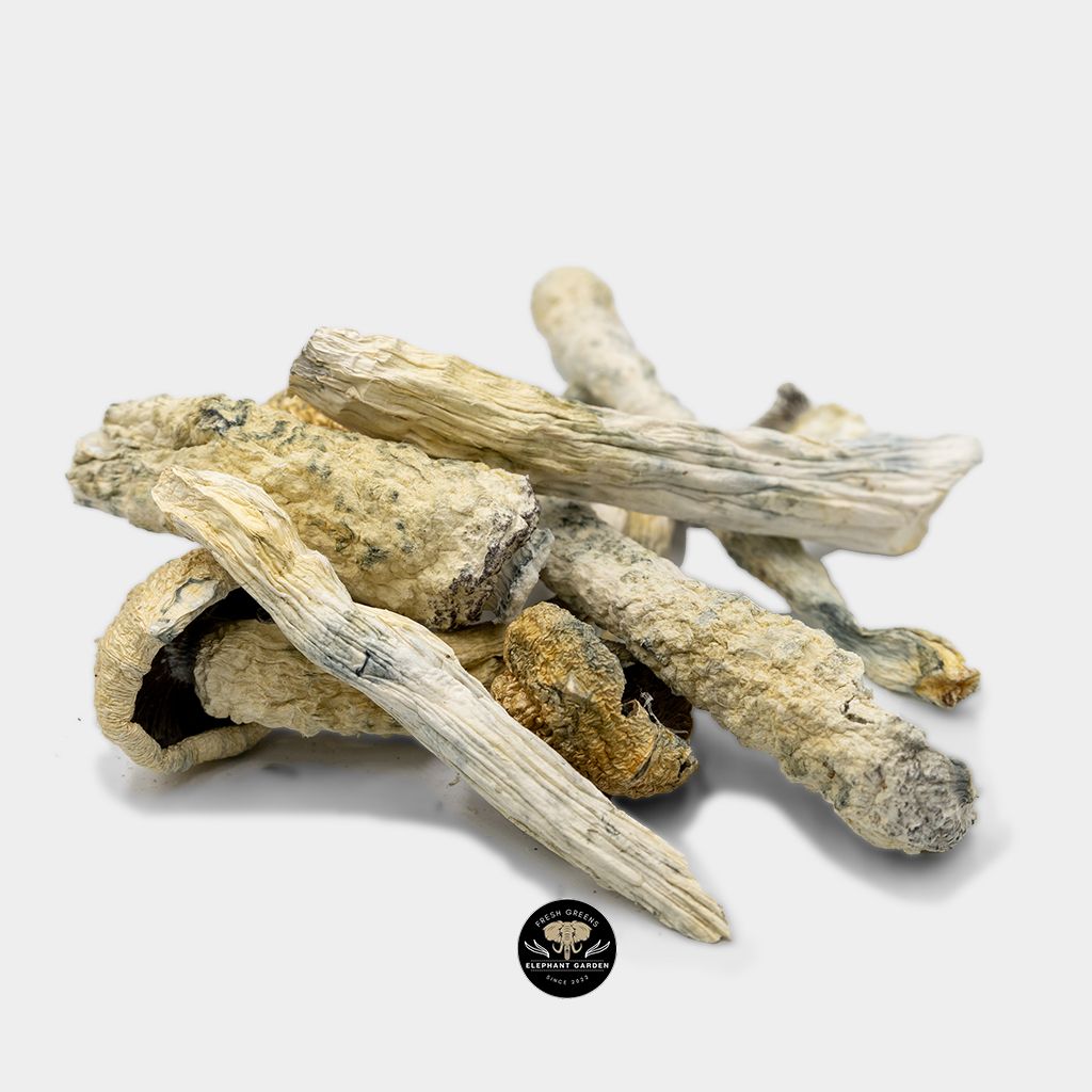 Buy Thrasher Mushrooms at Elephant Garden Cannabis