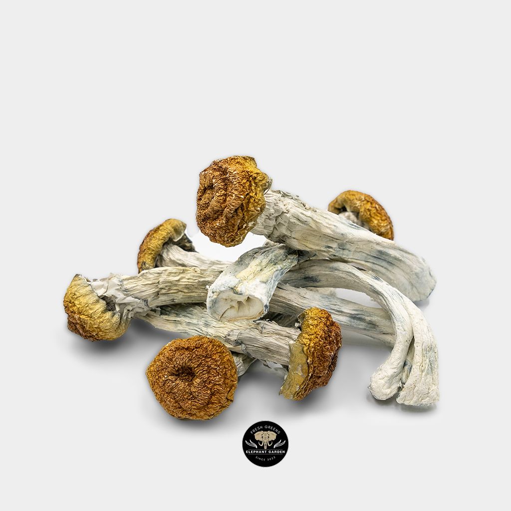 Buy Trinity Mushrooms at Elephant Garden Cannabis
