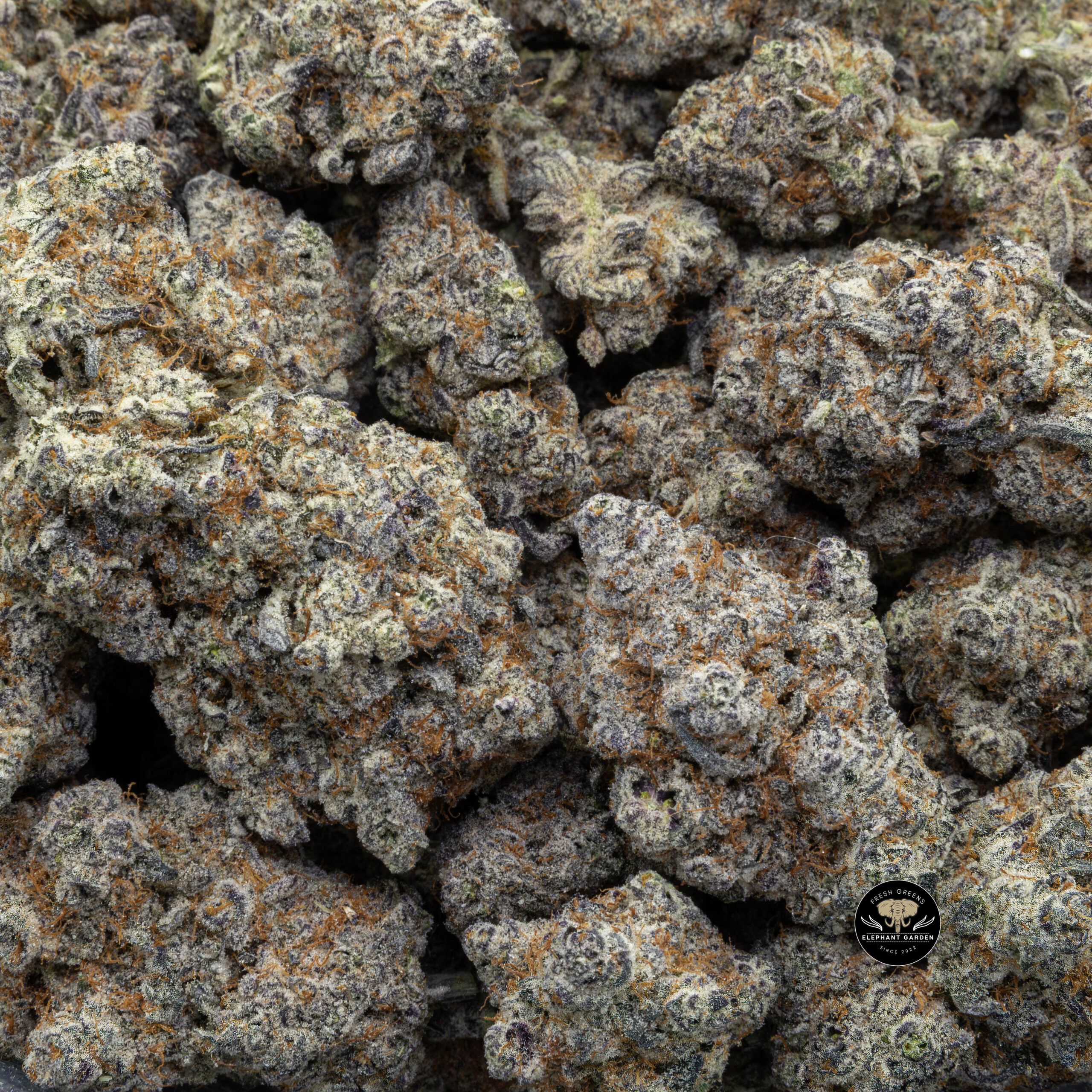 Buy White Elephant (Bulk) at Elephant Garden Co Weed Dispensary Bulk 11_23_2023 3
