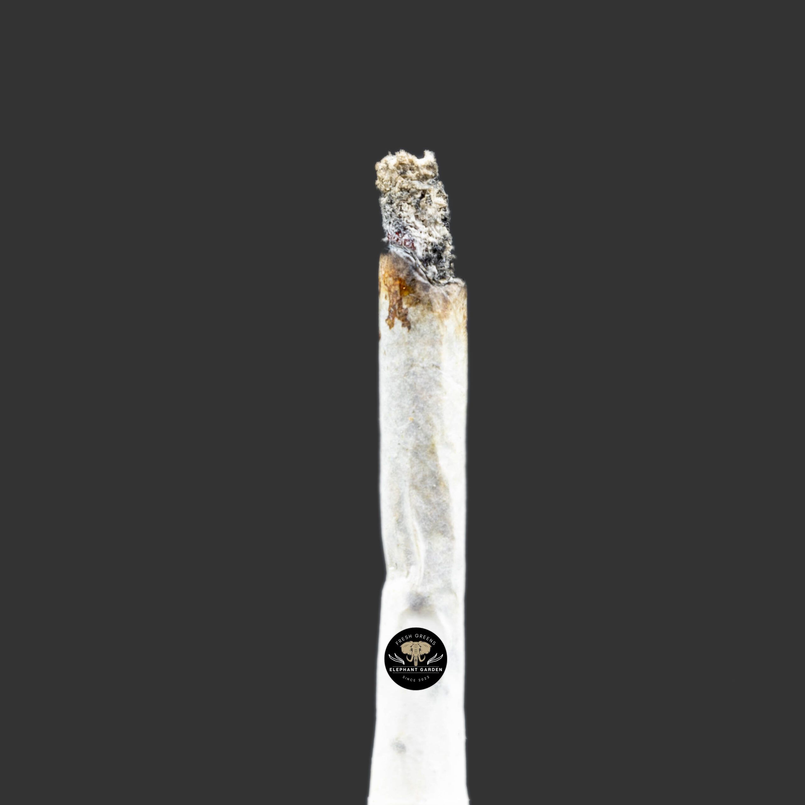 Buy White Elephant at Elephant Garden Co Weed Dispensary Burn Test 11_23_2023 2