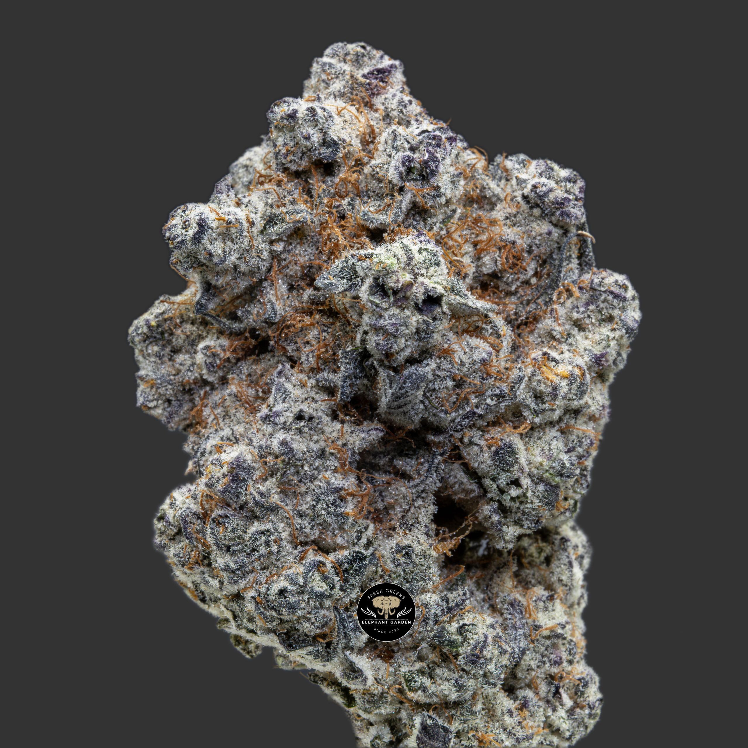 Buy White Elephant at Elephant Garden Co Weed Dispensary Close 11_22_2023 3