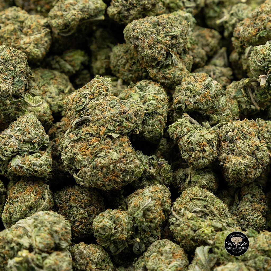 Buy Gas Monkey Bulk At Elephant Garden Co Weed Dispensary
