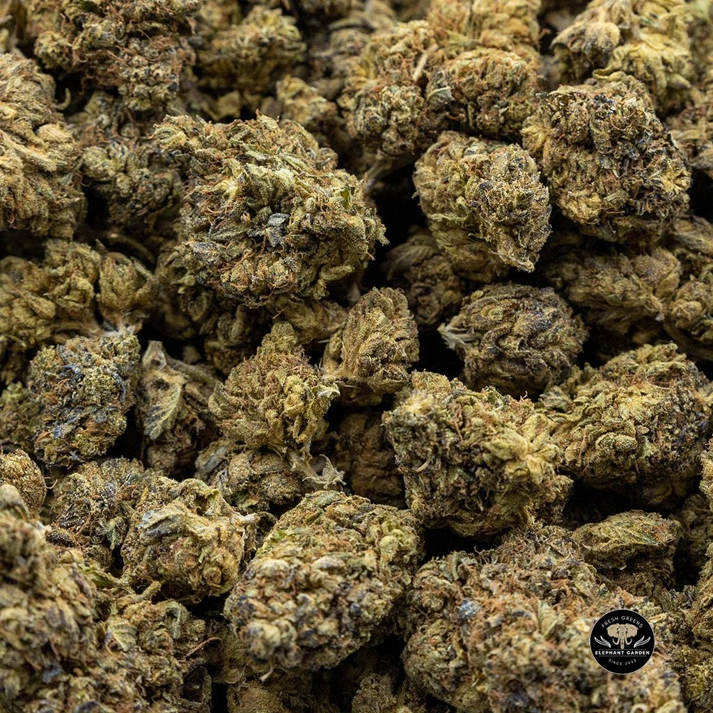 Buy Black Tuna Bulk at Elephant Garden Co Weed Dispensary Online Canada