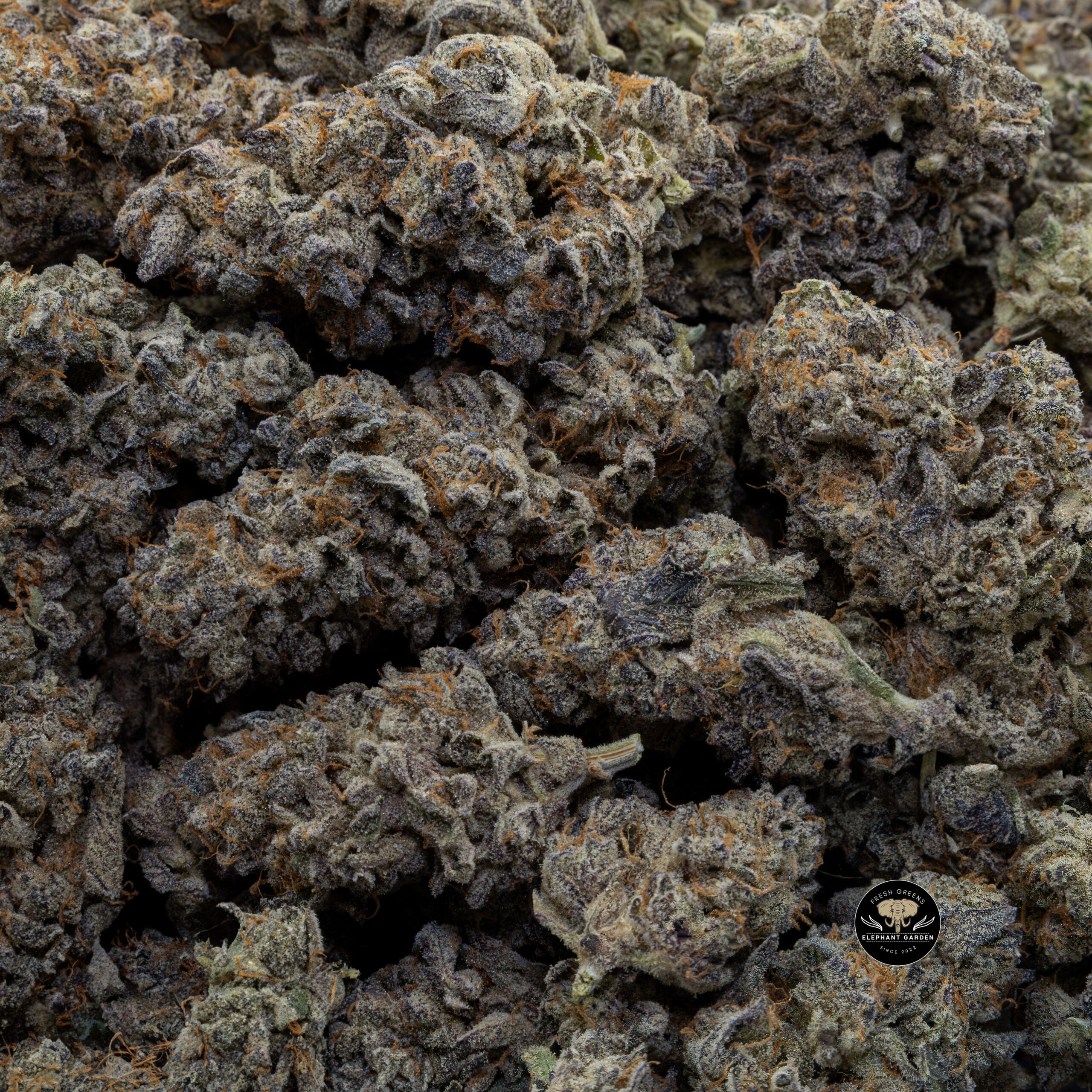 Buy Forbidden Fruit (Bulk) at Elephant Garden Co Weed Dispensary Bulk 10_30_2023 3
