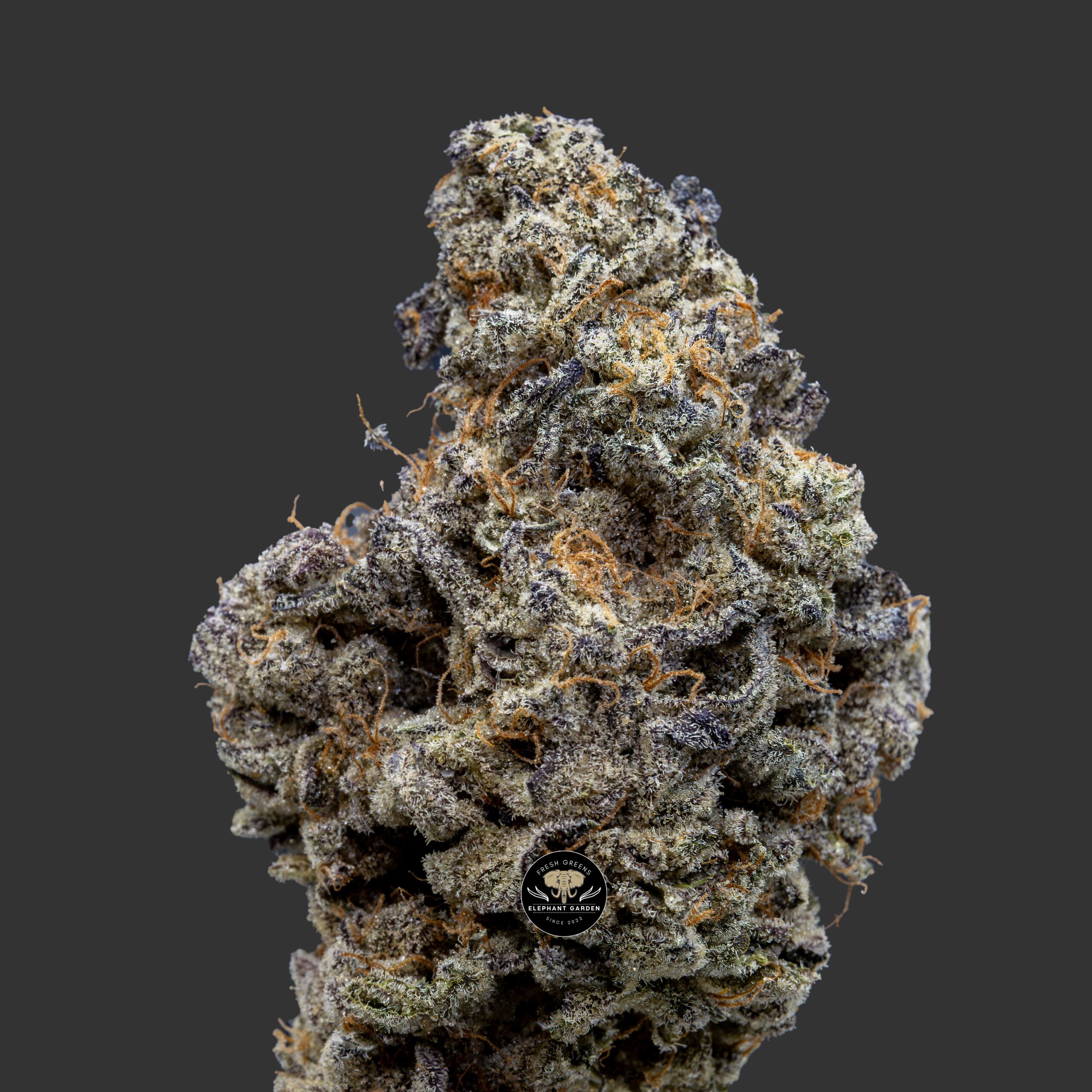 Buy Forbidden fruit at Elephant Garden Co Weed Dispensary Close 10_30_2023 2