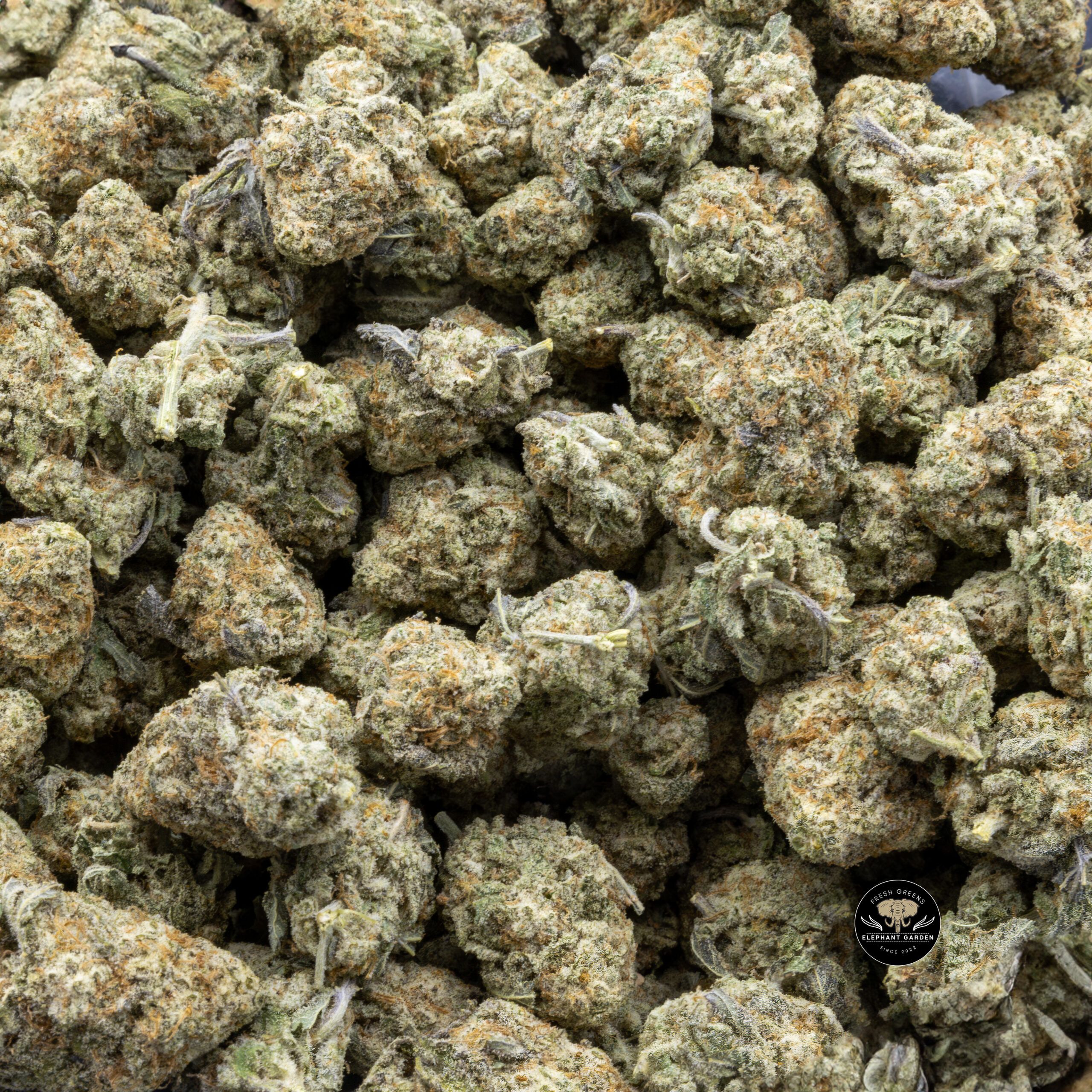 Buy Mac 1 at Elephant Garden Co Weed Dispensary Bulk 7.21.2023