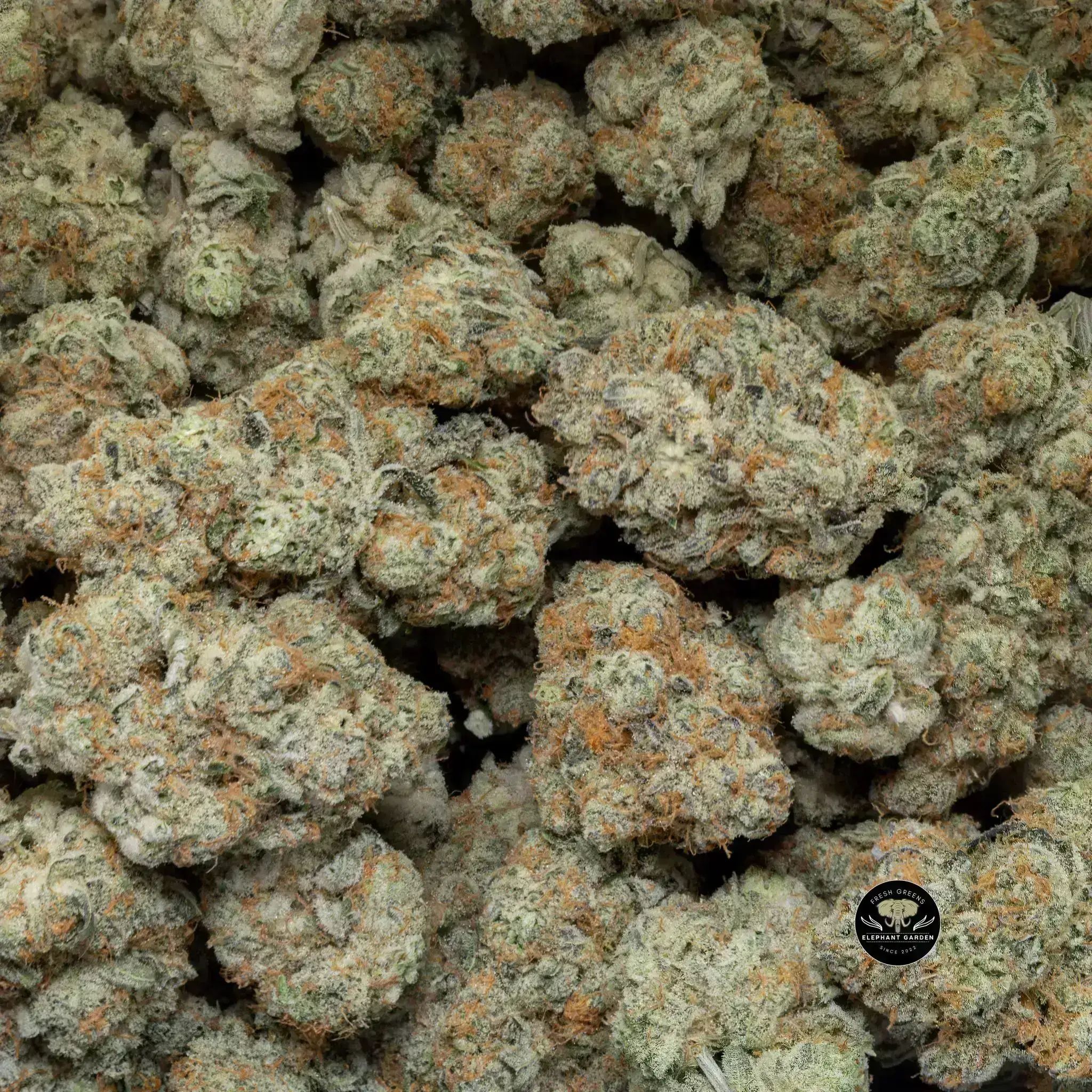 Buy Skunkberry at Elephant Garden Co Weed Dispensary Close 9 26 24 2