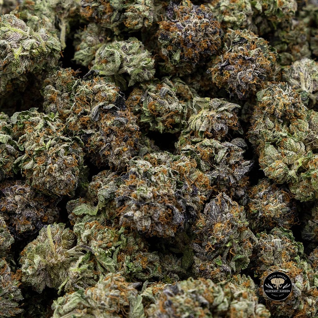 Rockstar 3.4.2023 New Batch Bulk