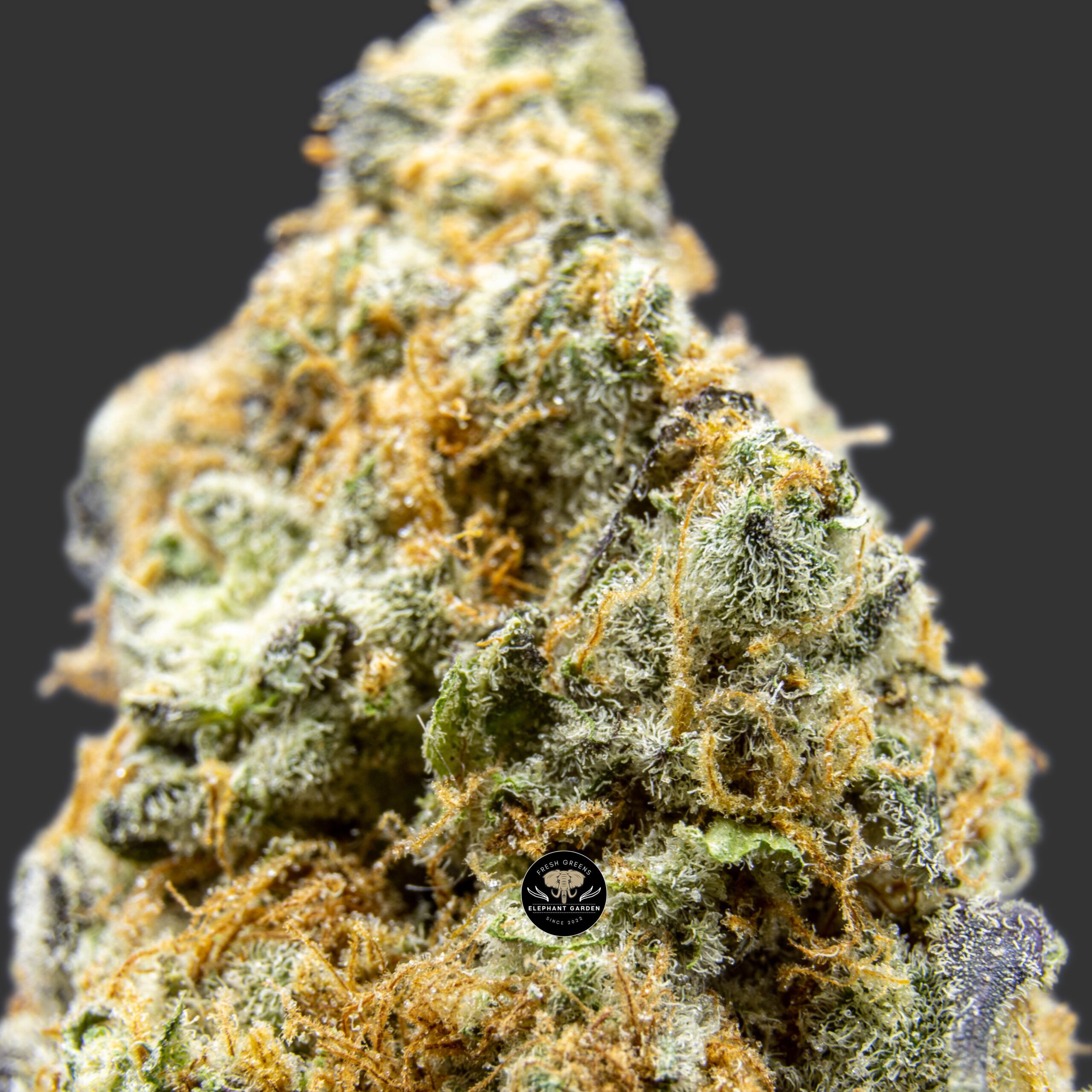 Garlic Breath - Hybrid - AAA - Image 4