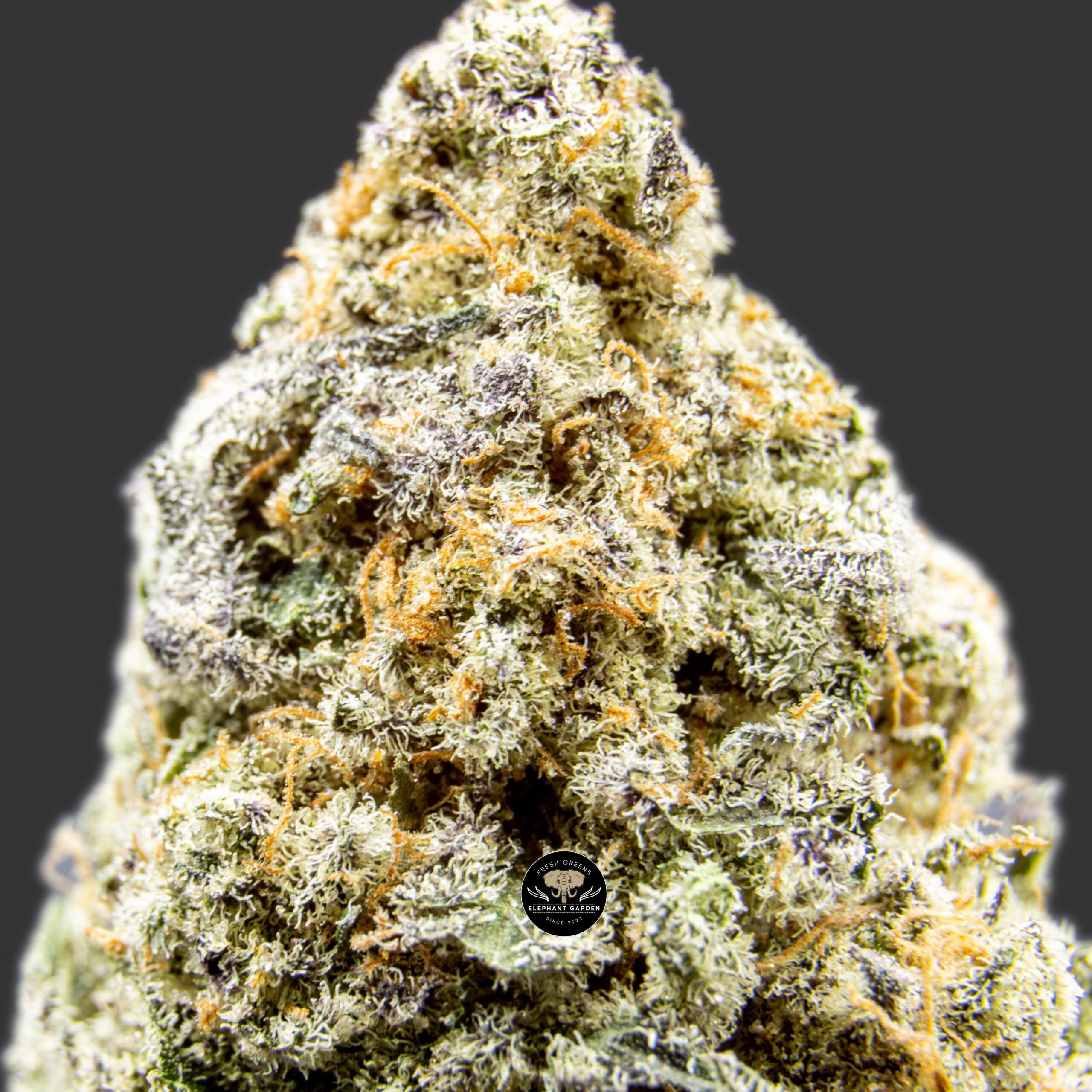 Gelato Cakes - Hybrid - AAA - Image 3