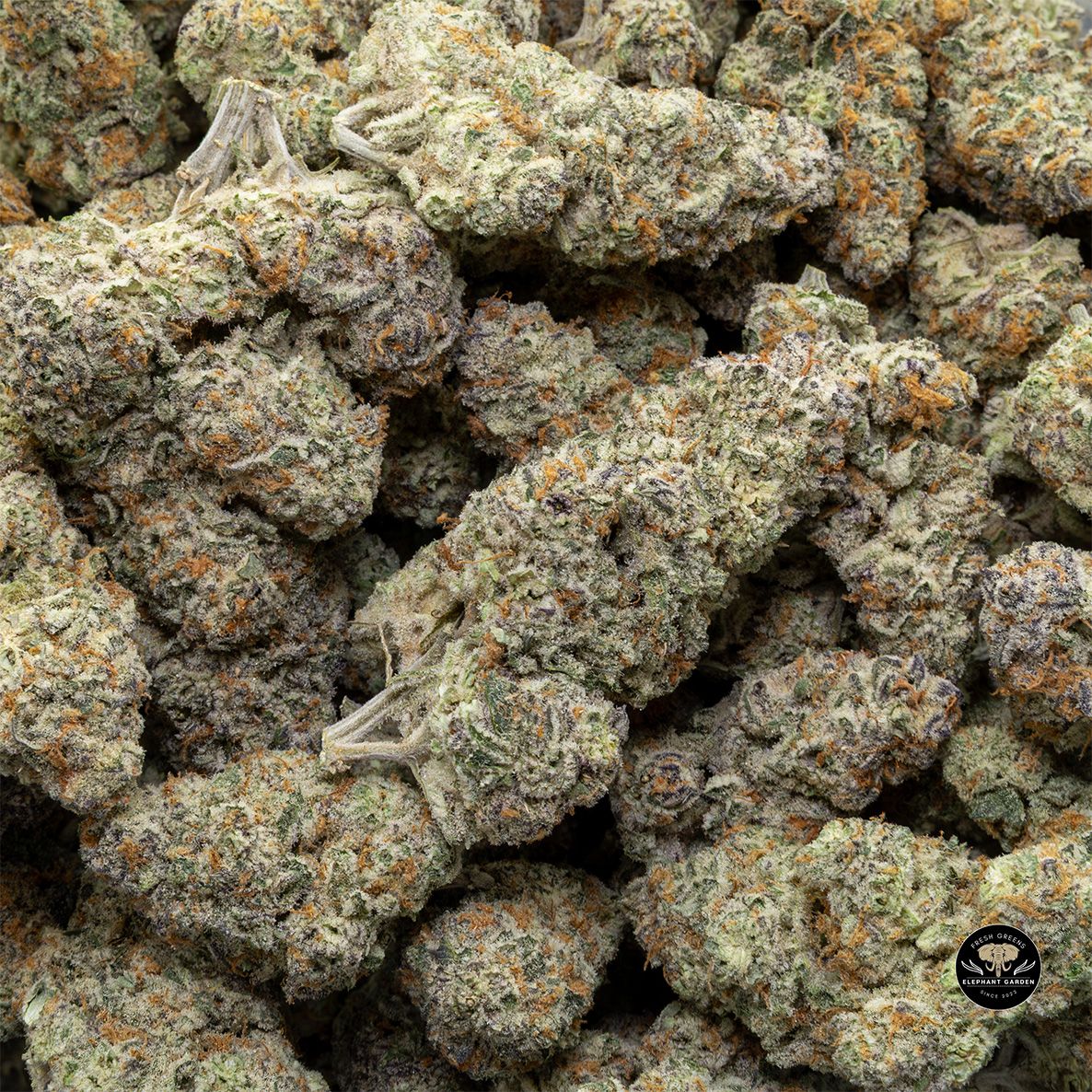 Buy Gouda Berry at Elephant Garden Co Weed Dispensary Bulk 5 15 25 2
