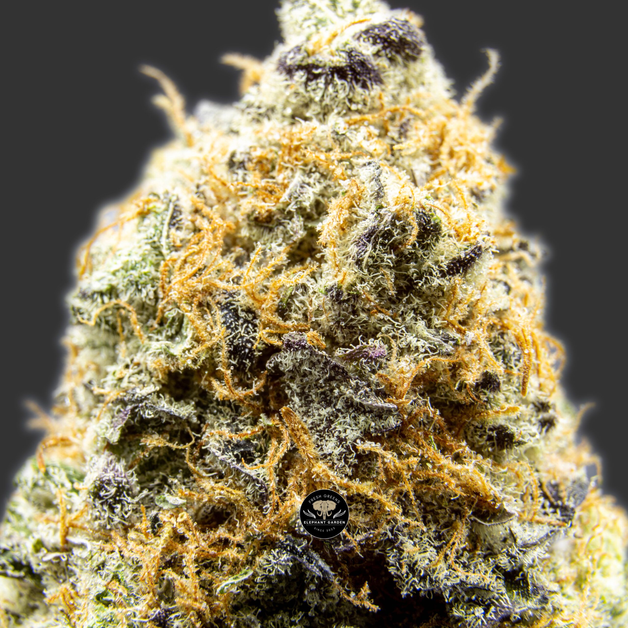 Puta Breath - Hybrid - Craft AAA+ - Image 3