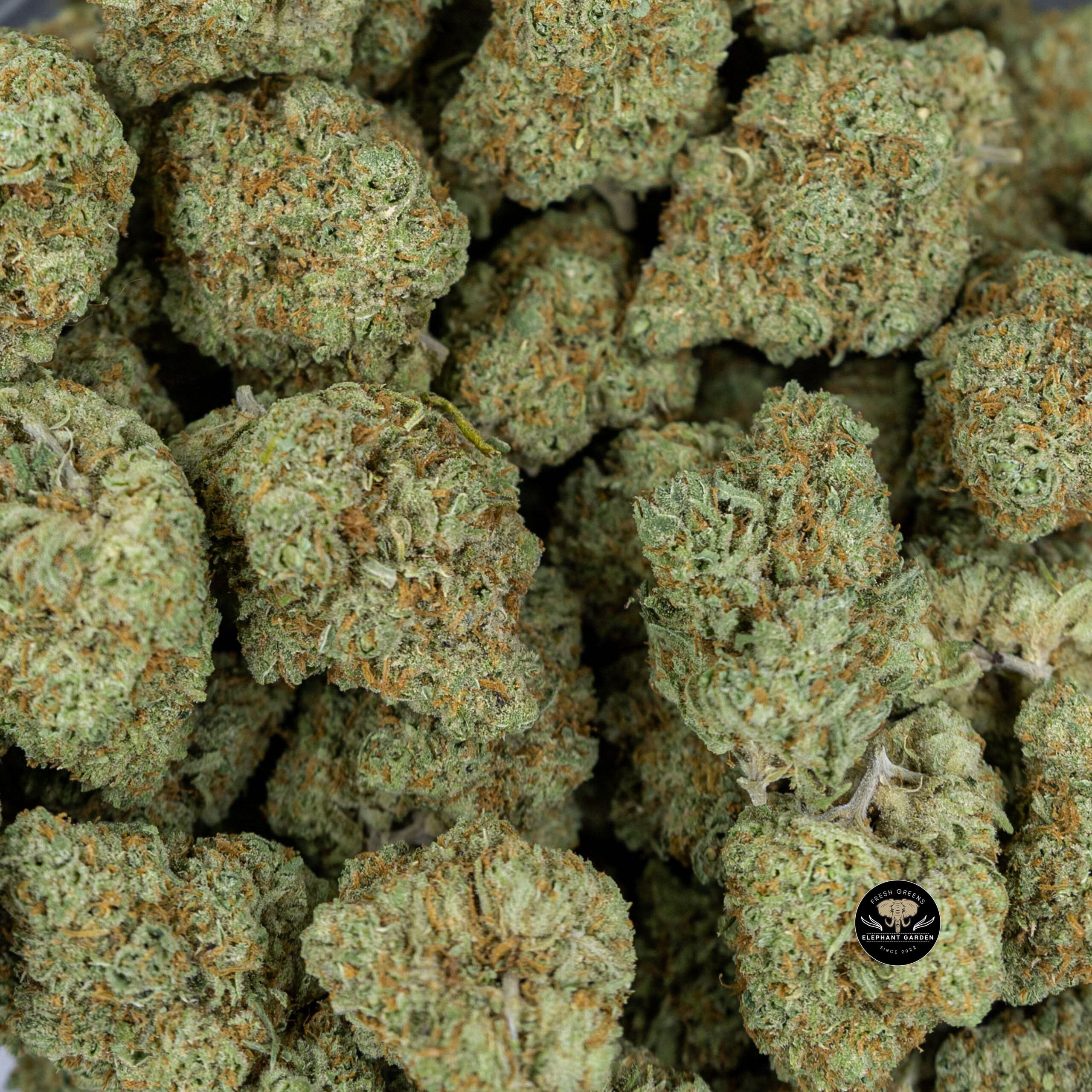 Strawberry Guava (Bulk) - Hybrid - Craft - AAA+