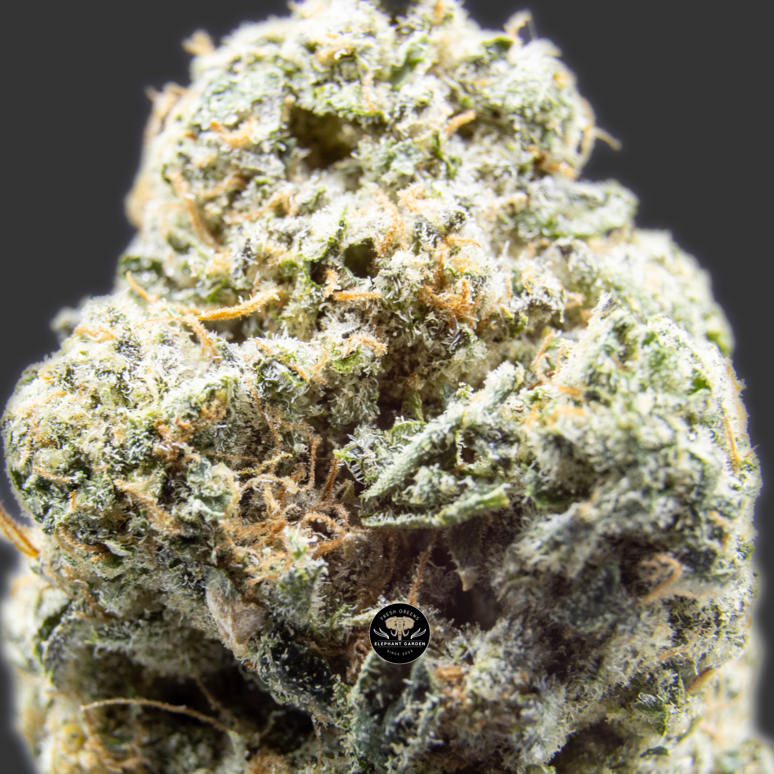 Vanilla Bean - Hybrid - AAA - Image 3