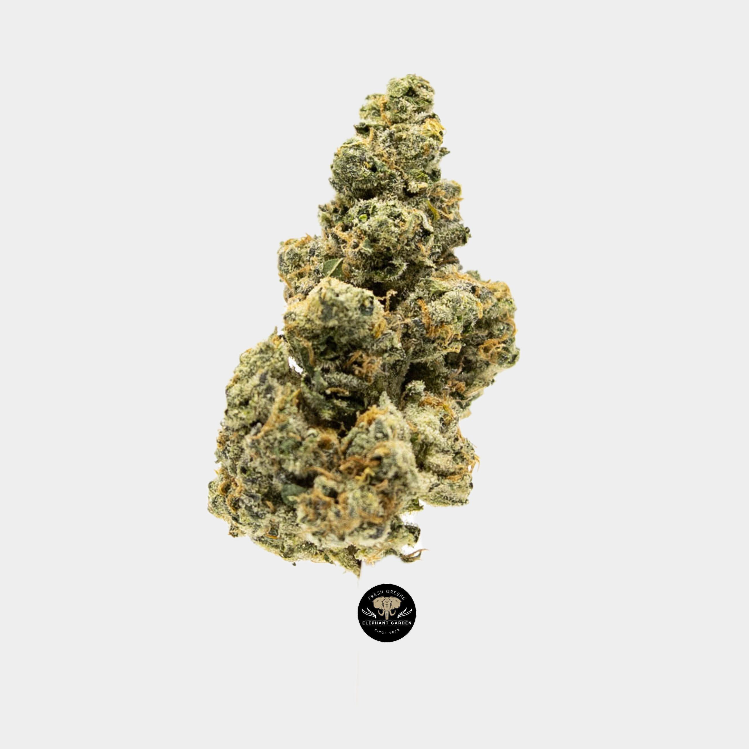 Vanilla Bean - Hybrid - AAA - Image 2