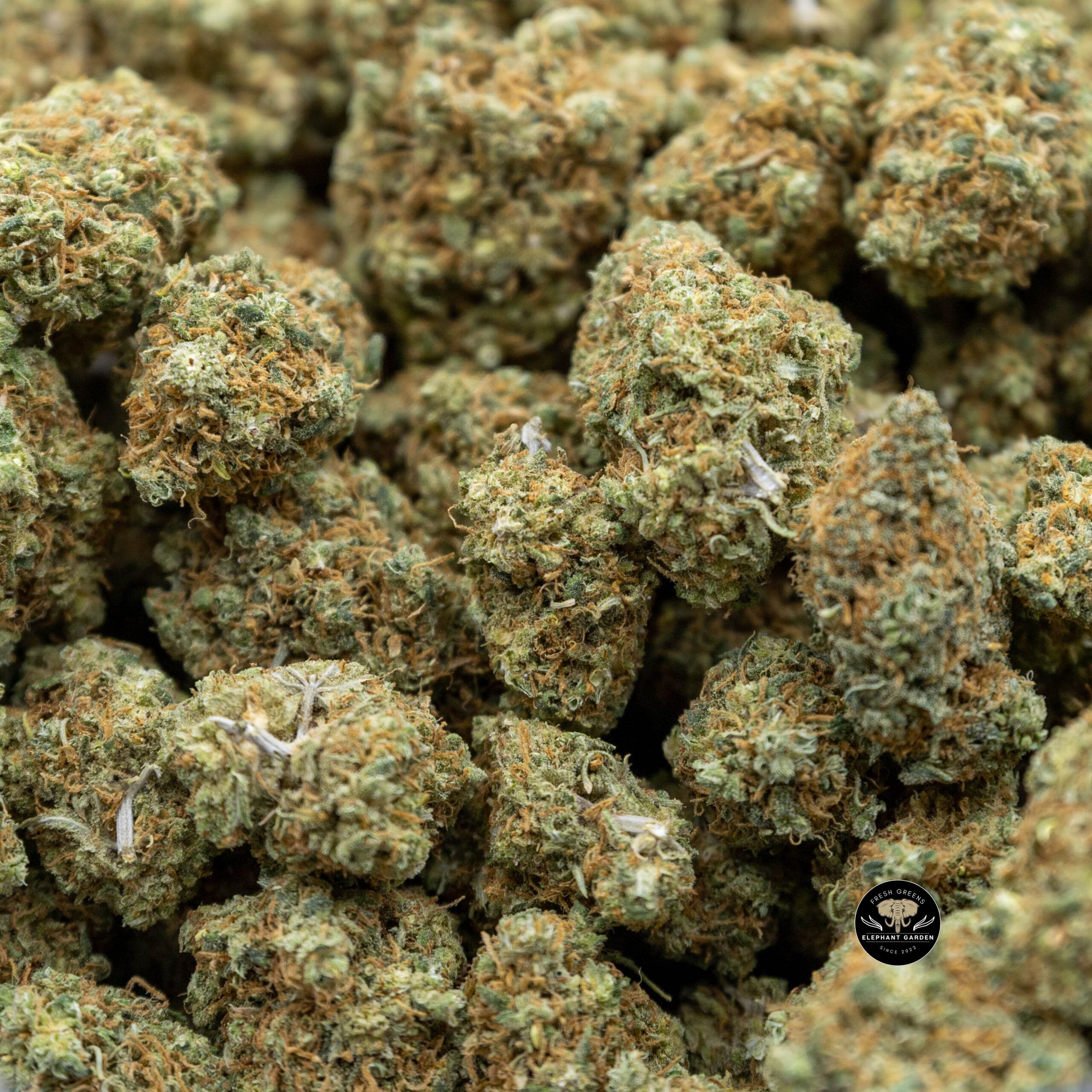 Buy Blue Dream at Elephant Garden Co Weed Dispensary Online Canada Bulk