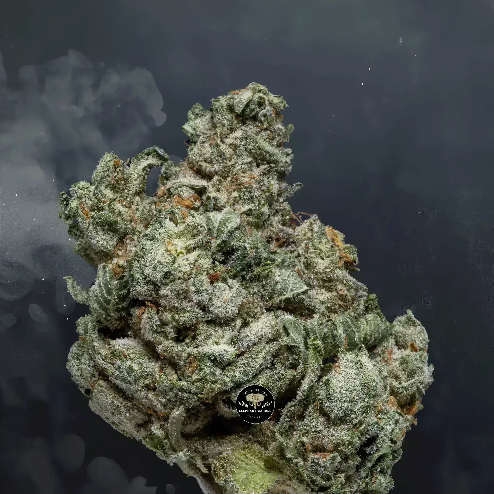 Buy Starwalker at Elephant Garden Co Weed Dispensary Close 8 7 24 2