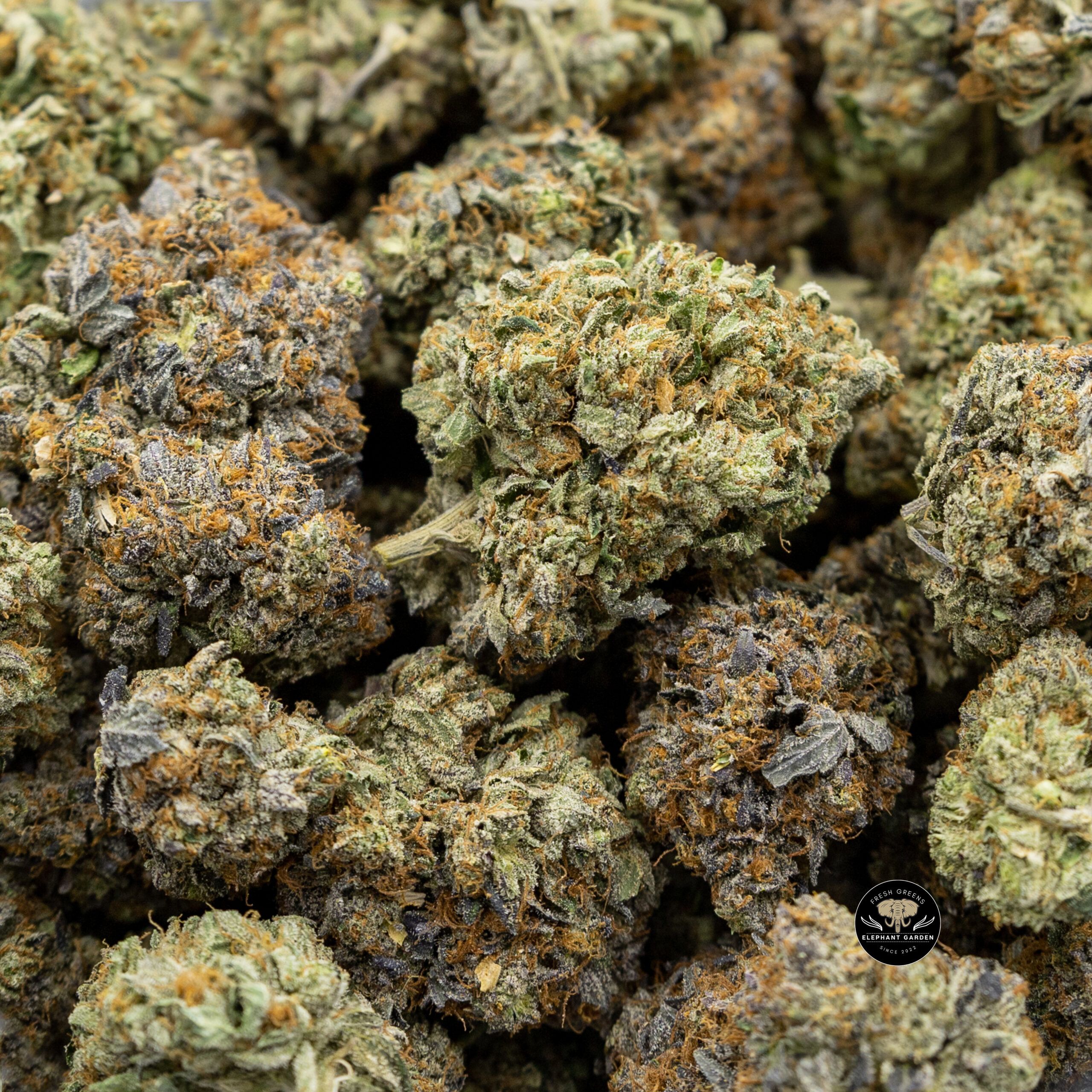 Buy Critical Kush at Elephant Garden Co Weed Dispensary Online Canada Bulk 5.19.2023