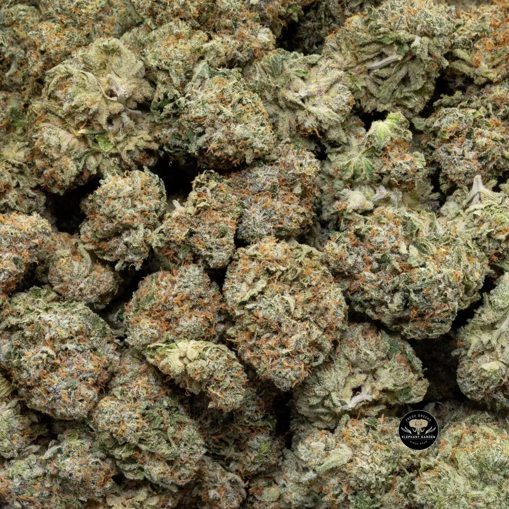 Buy Chem Pie OG at Elephant Garden Co Weed Dispensary Close 8 19 24 2