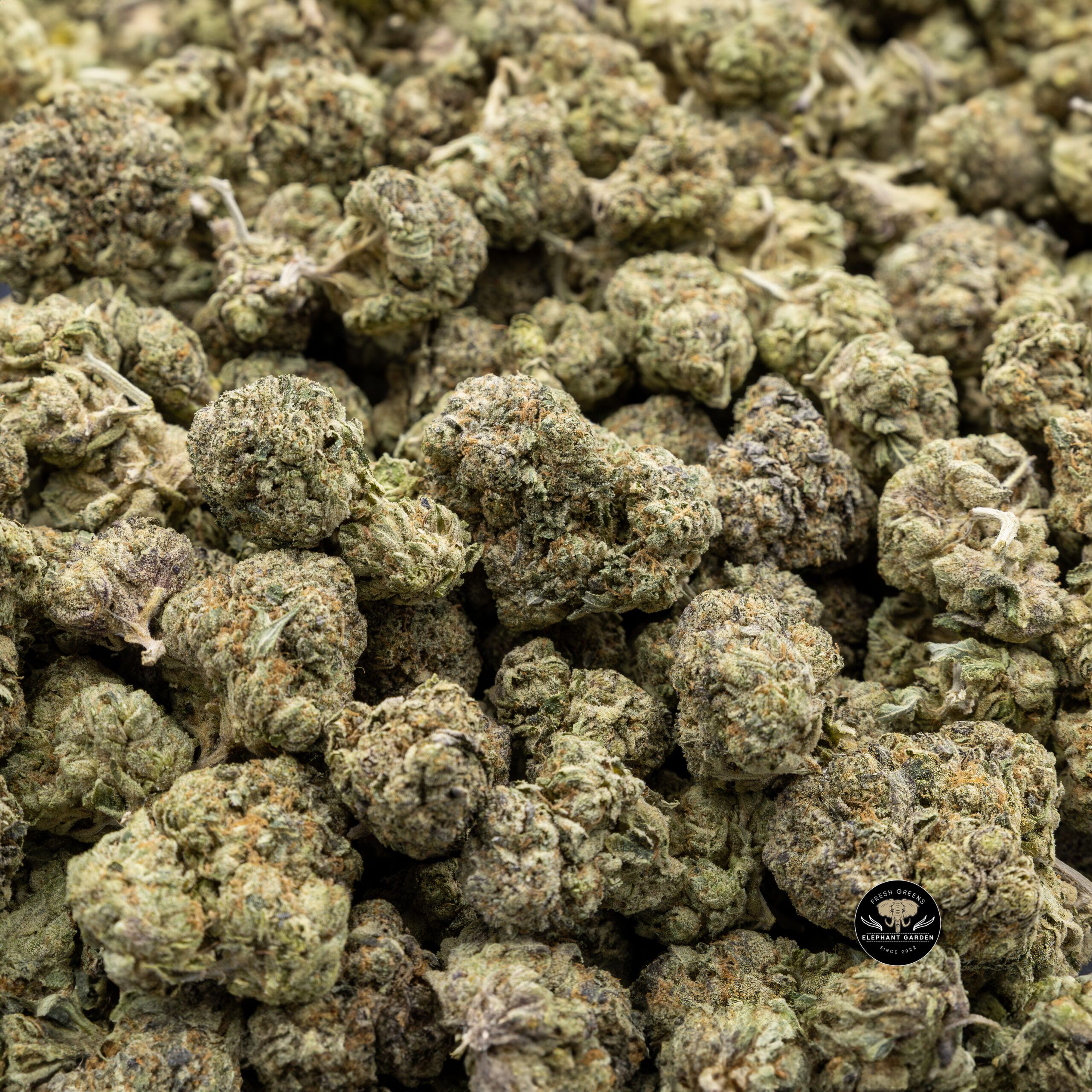 Buy Island Pink (Bulk) at Elephant Garden Co Weed Dispensary Bulk 3