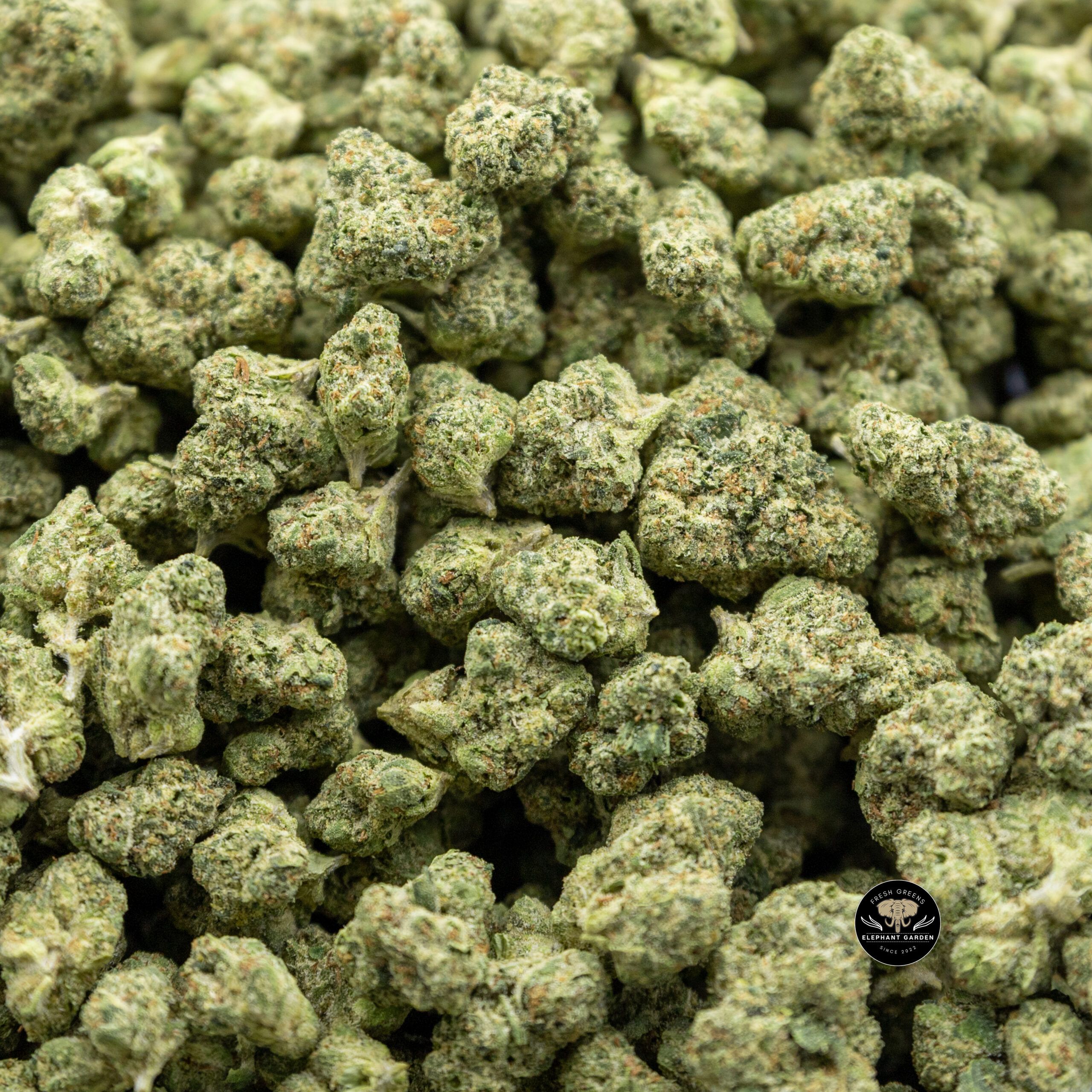 Buy Legendary Larry at Elephant Garden Co Weed Dispensary Online Canada Bulk 2