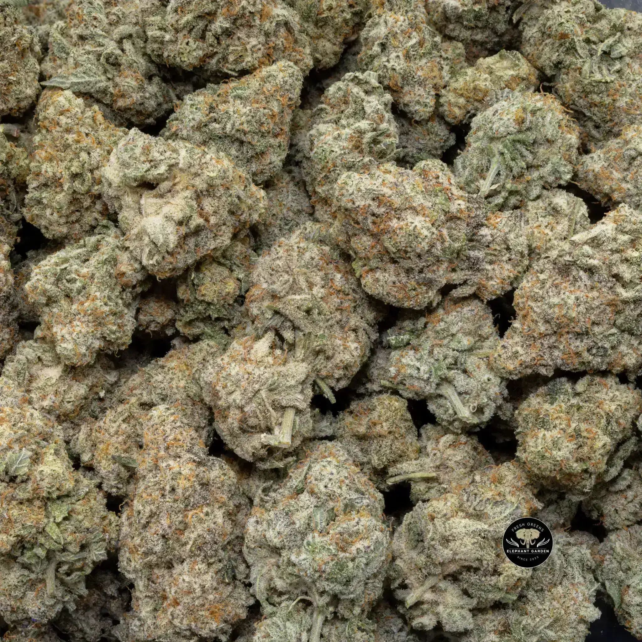 Buy Banana Mac Big at Elephant Garden Co Weed Dispensary Close 8 19 24 2