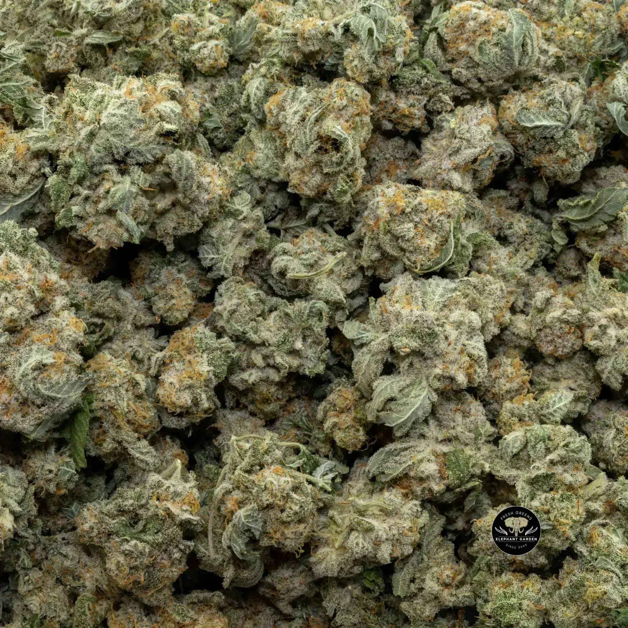 Buy Banana Mac Small at Elephant Garden Co Weed Dispensary Close 8 19 24 2
