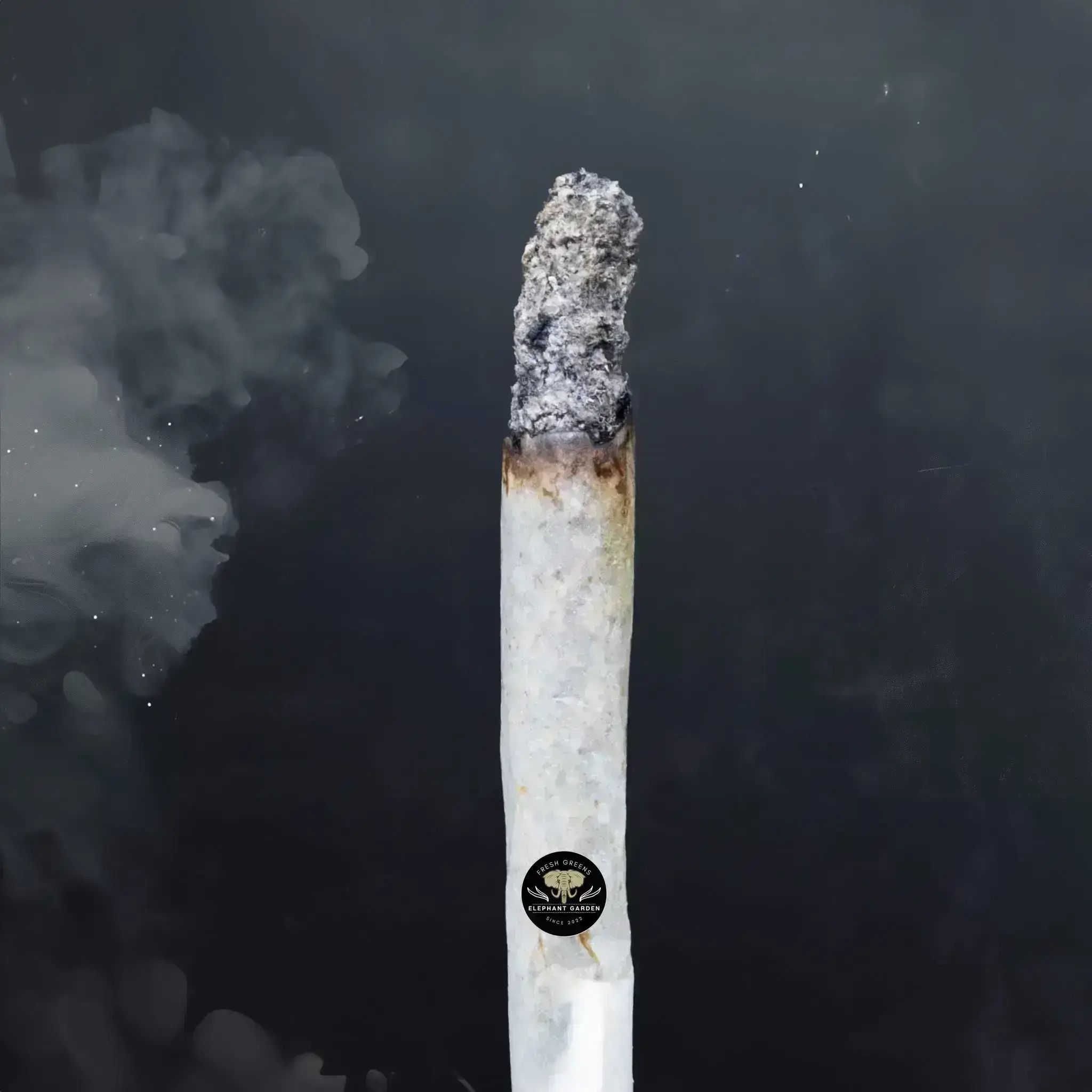 Buy Banana Mac at Elephant Garden Co Weed Dispensary Burn Test 8 7 2024 2