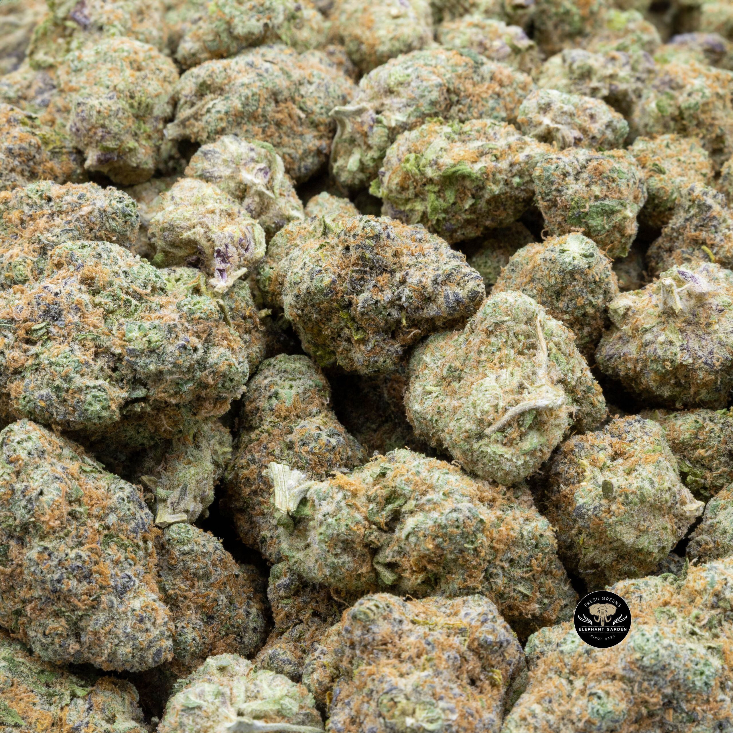 Buy Maui Berry (Bulk) at Elephant Garden Co Weed Dispensary Bulk 2 6.23.2023