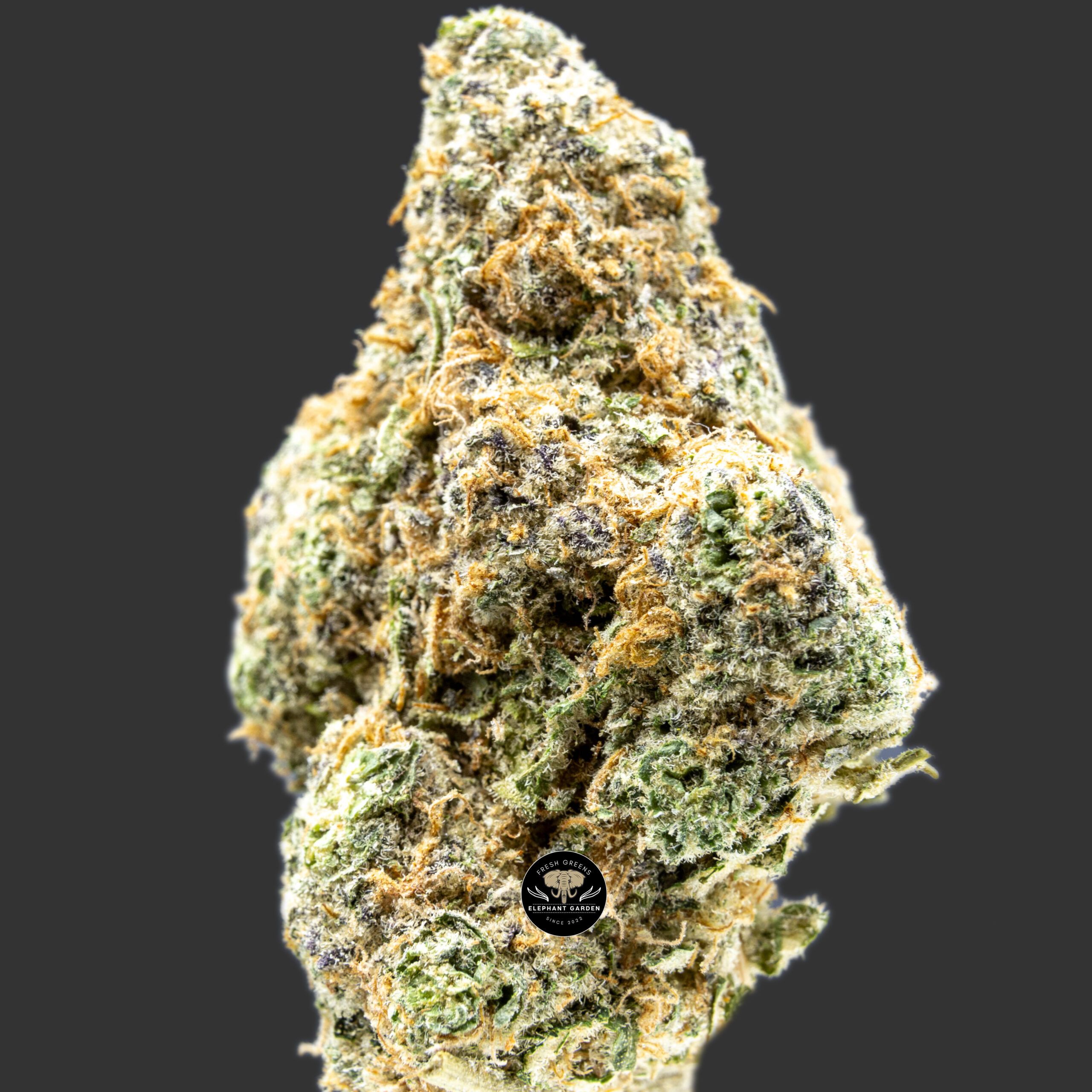 Buy Maui Berry at Elephant Garden Co Weed Dispensary Close