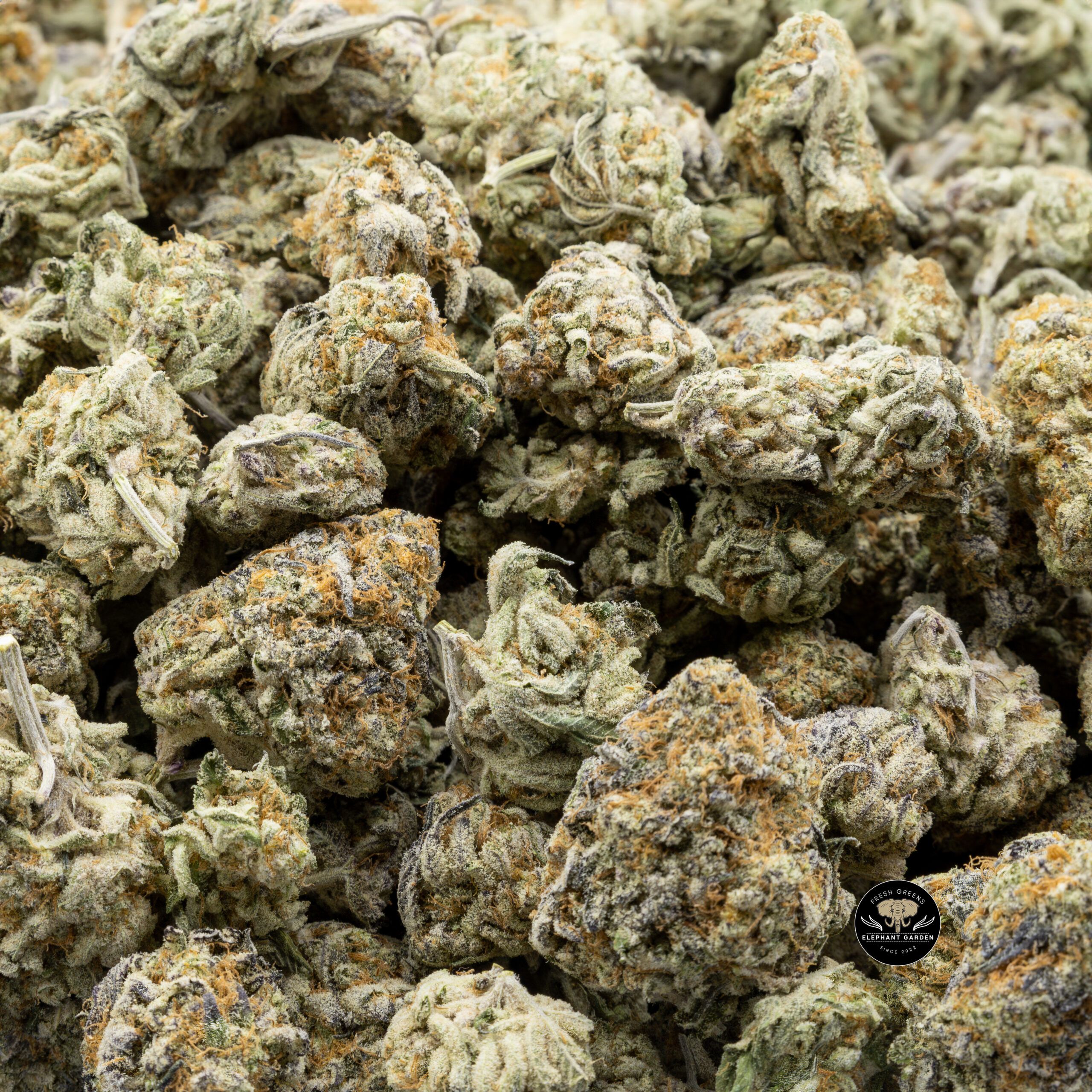 Buy Nightmare Cookies (Bulk) at Elephant Garden Co Weed Dispensary Bulk 2