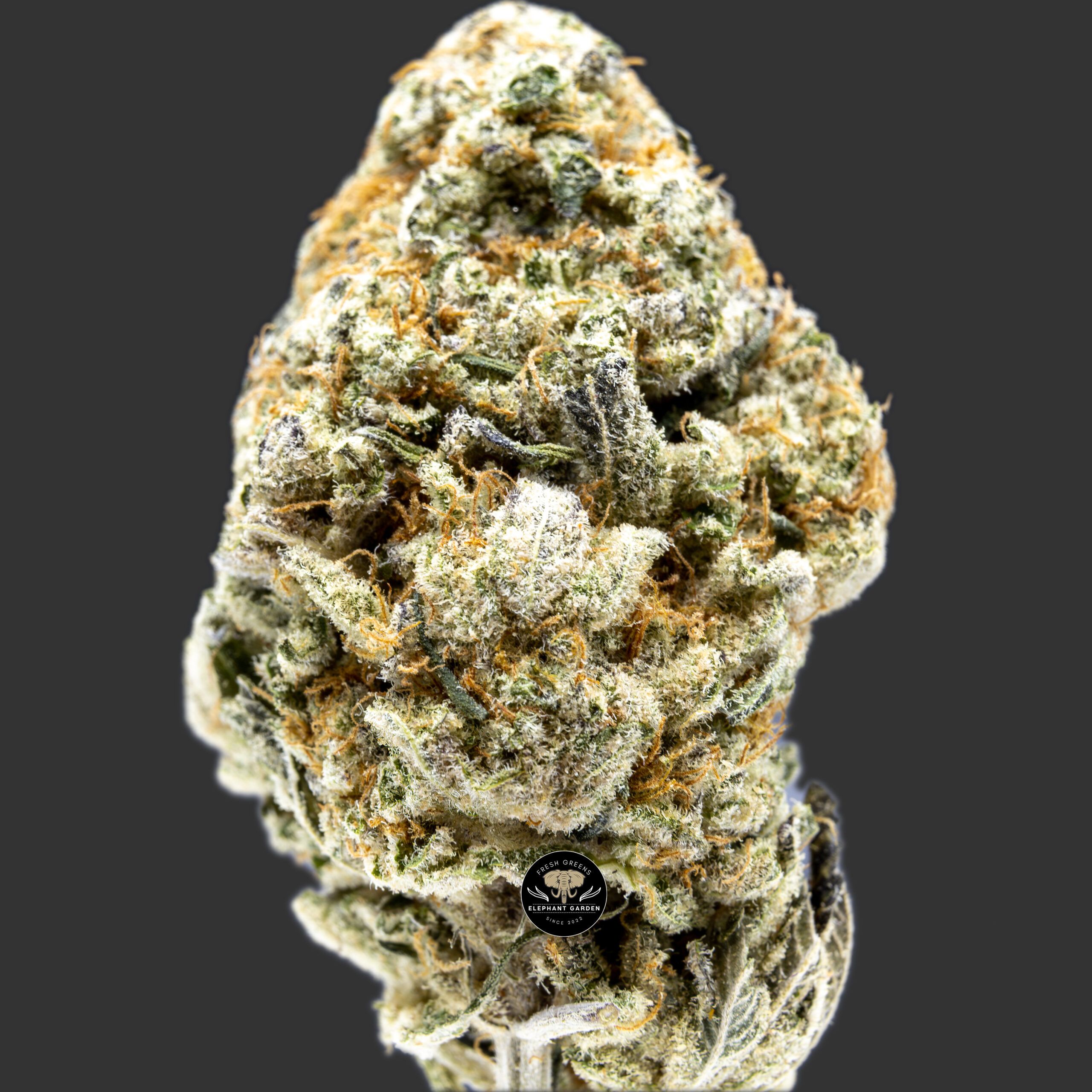 Buy Nightmare Cookies at Elephant Garden Co Weed Dispensary Close 6.23.2023