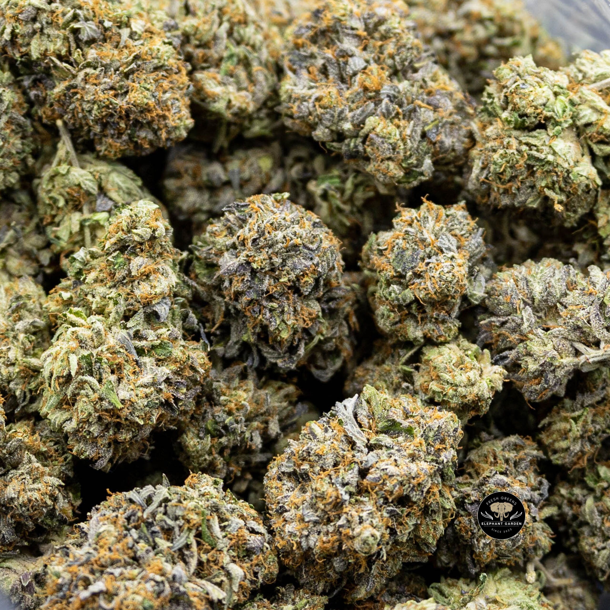 Buy Rockstar 3 at Elephant Garden Co Weed Dispensary Online Canada Bulk