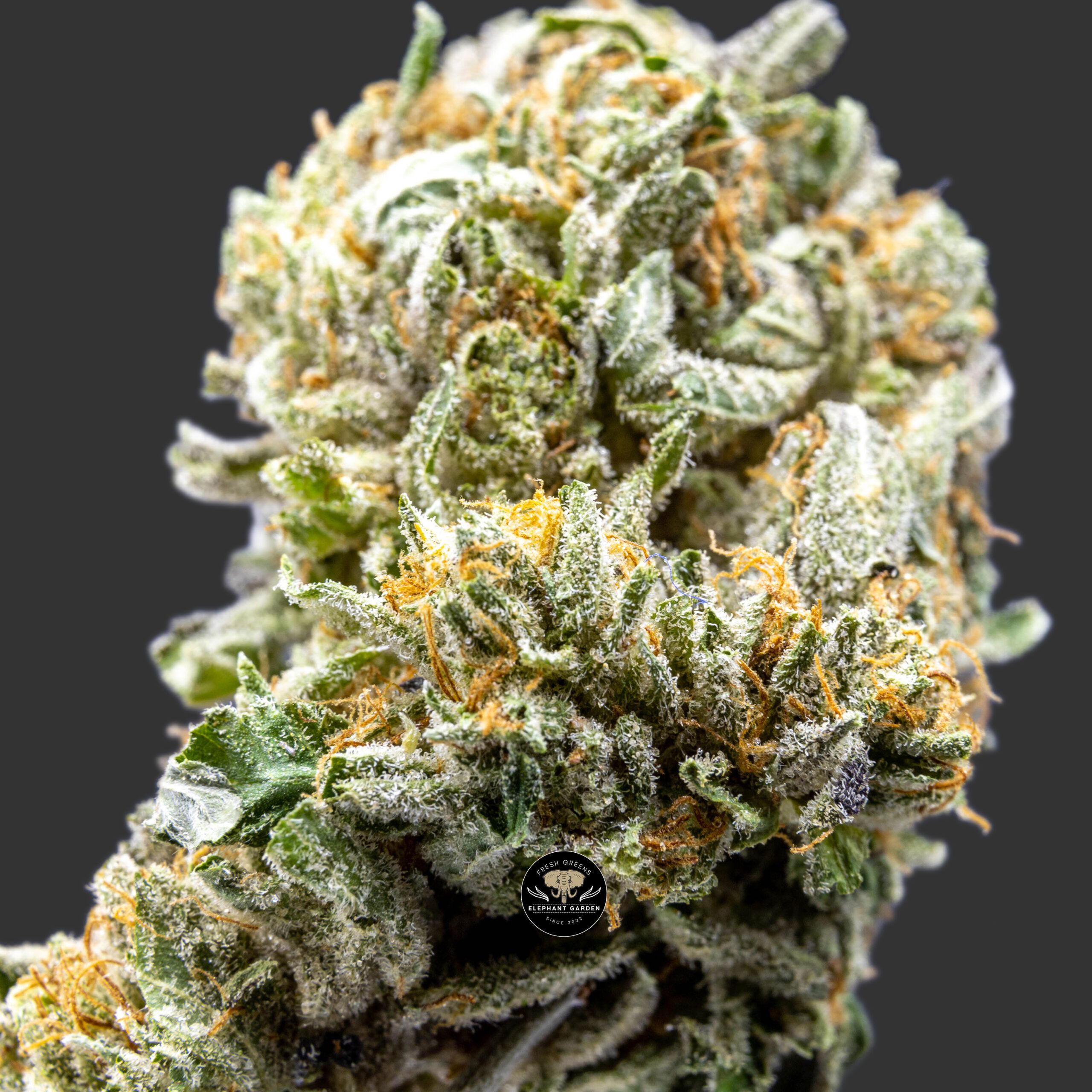 Buy Rockstar 3 at Elephant Garden Co Weed Dispensary Online Canada Close