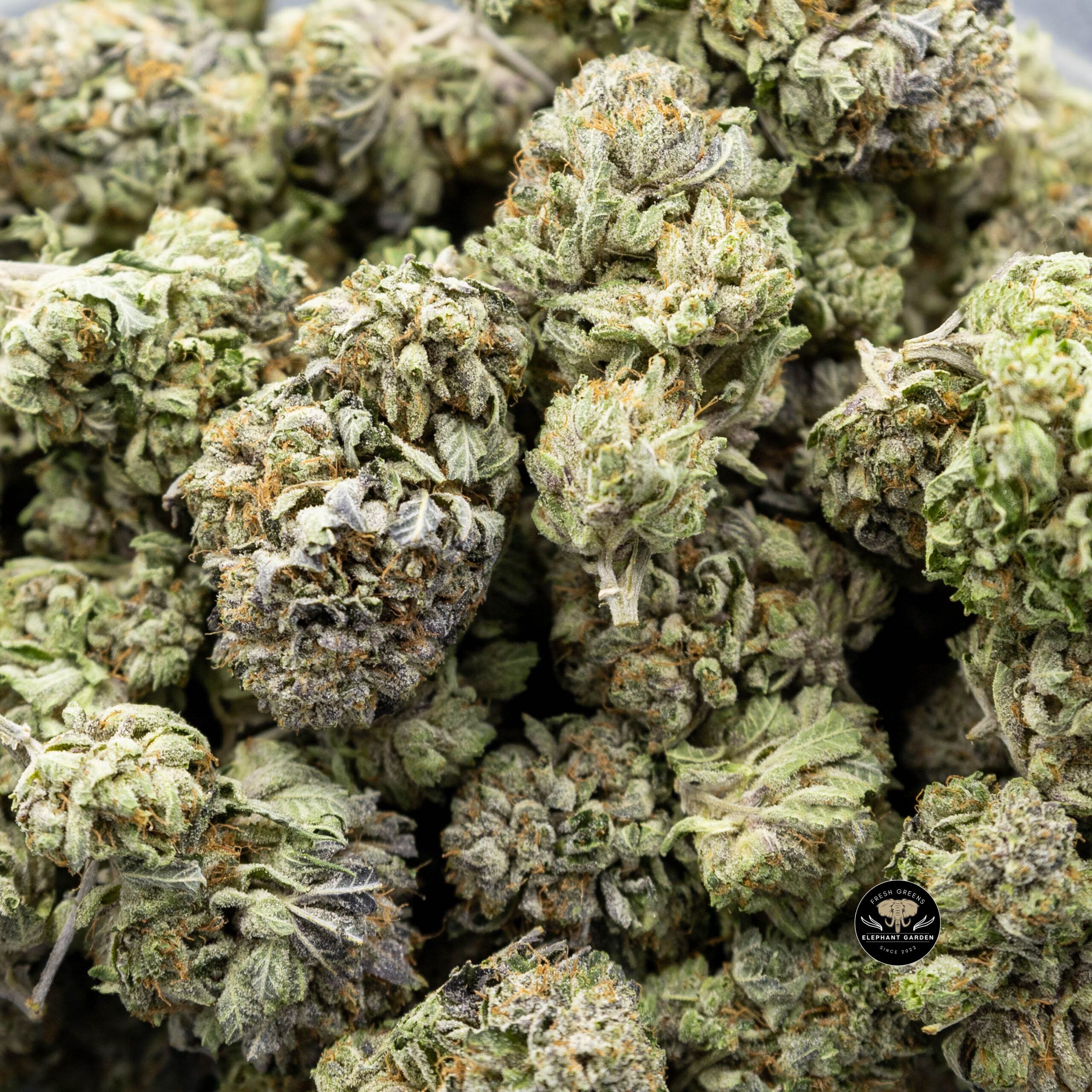 Buy Organic Pink Kush at Elephant Garden Co Weed Dispensary Online Canada Single