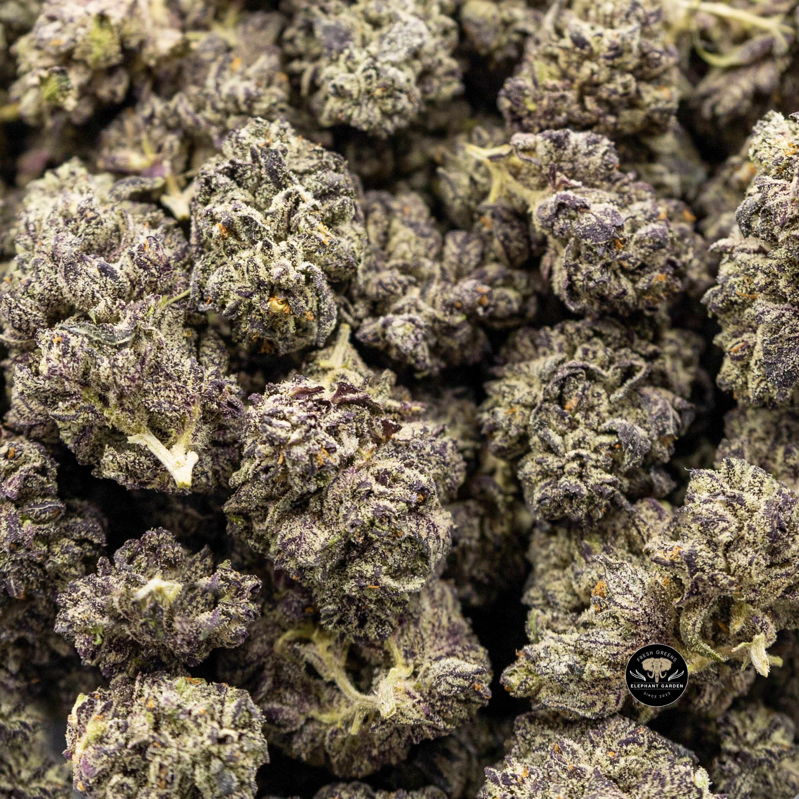 Tessen labs ProTessen labs Promo Banner at Elephant Garden Co