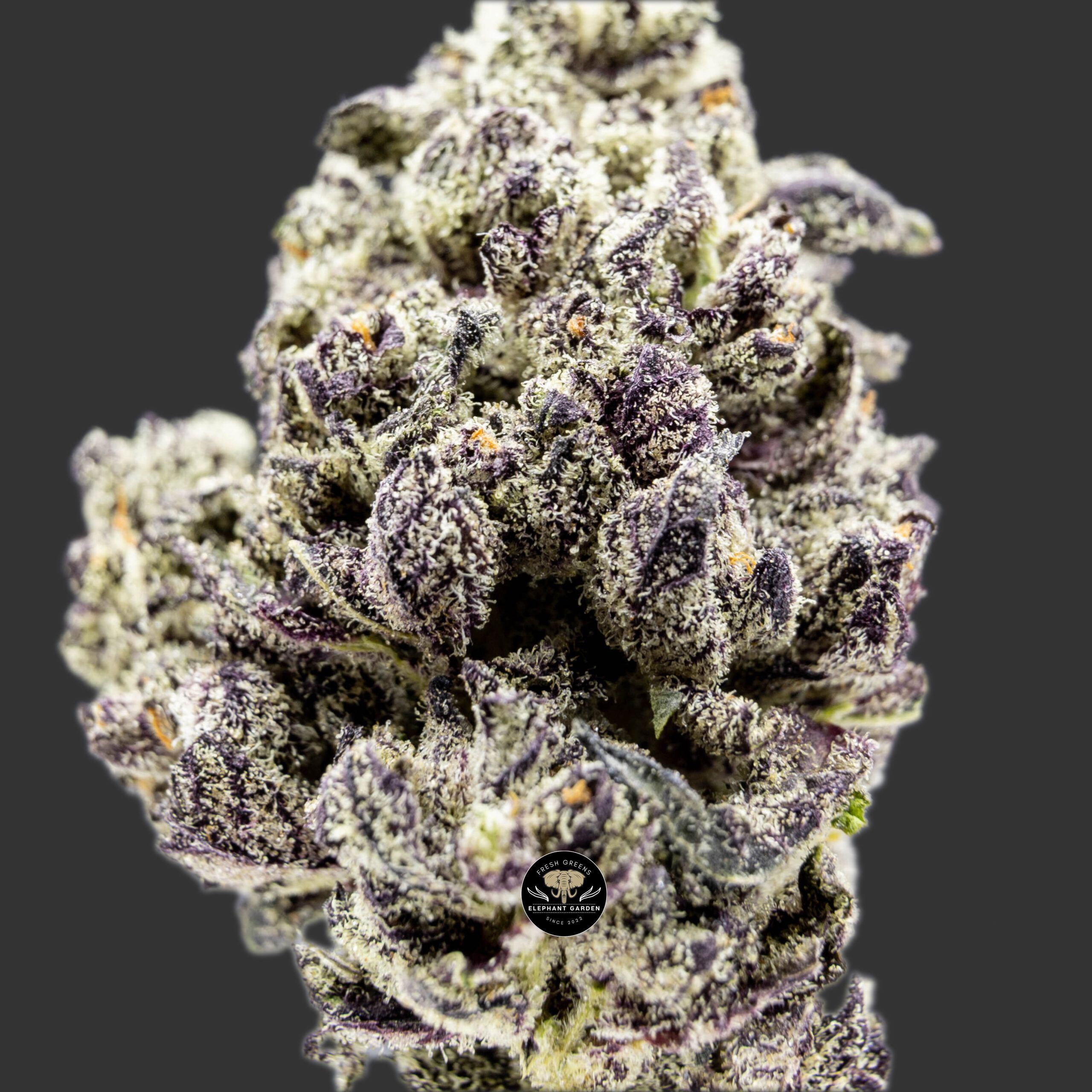 Tessen labs ProTessen labs Promo Banner at Elephant Garden Co