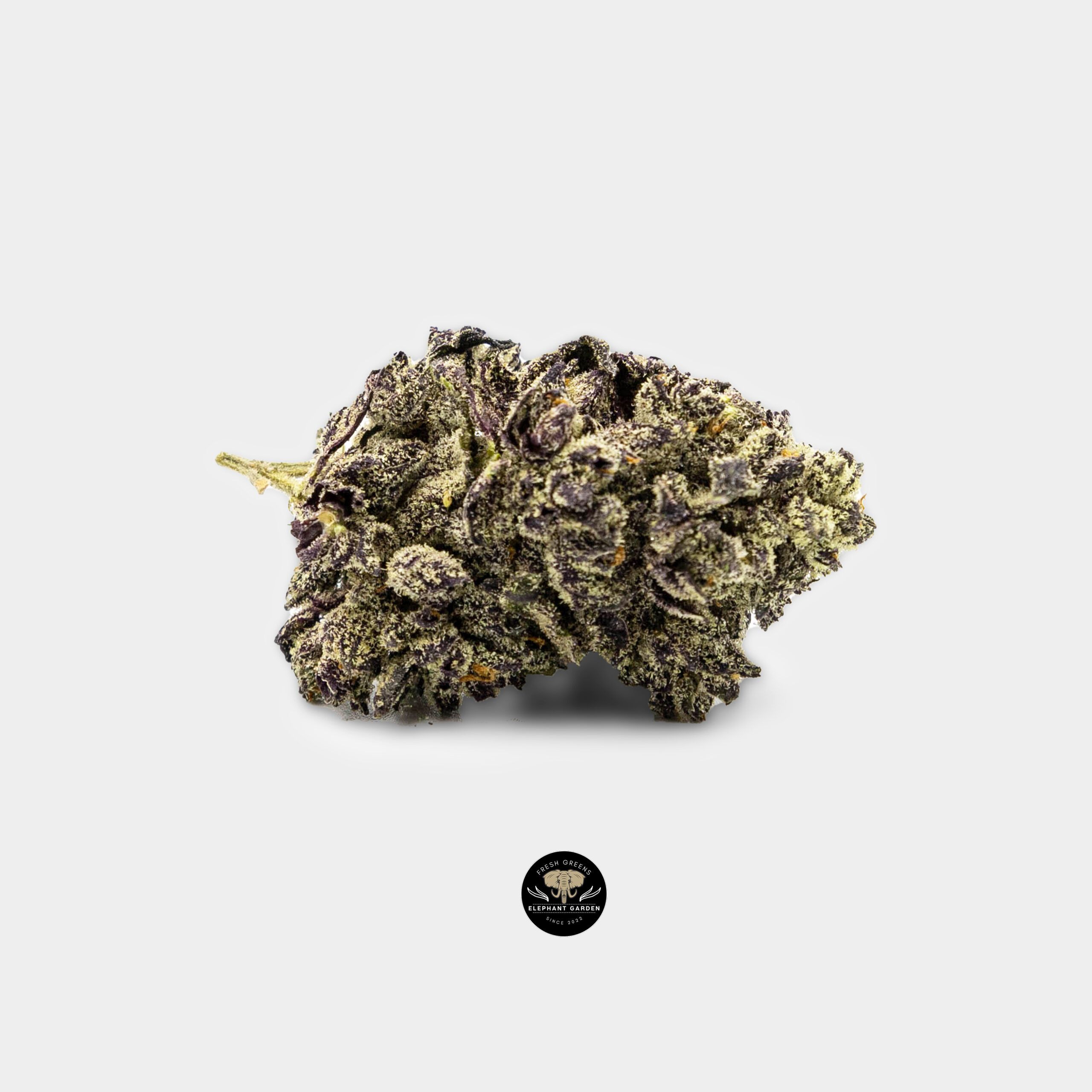 Tessen labs ProTessen labs Promo Banner at Elephant Garden Co