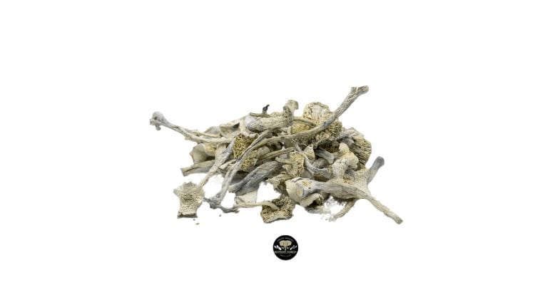 Searching for the perfect trip? Grab these quality Albino Zilla magic mushrooms at Elephant Garden Co for a   high potency, well-balanced trip.