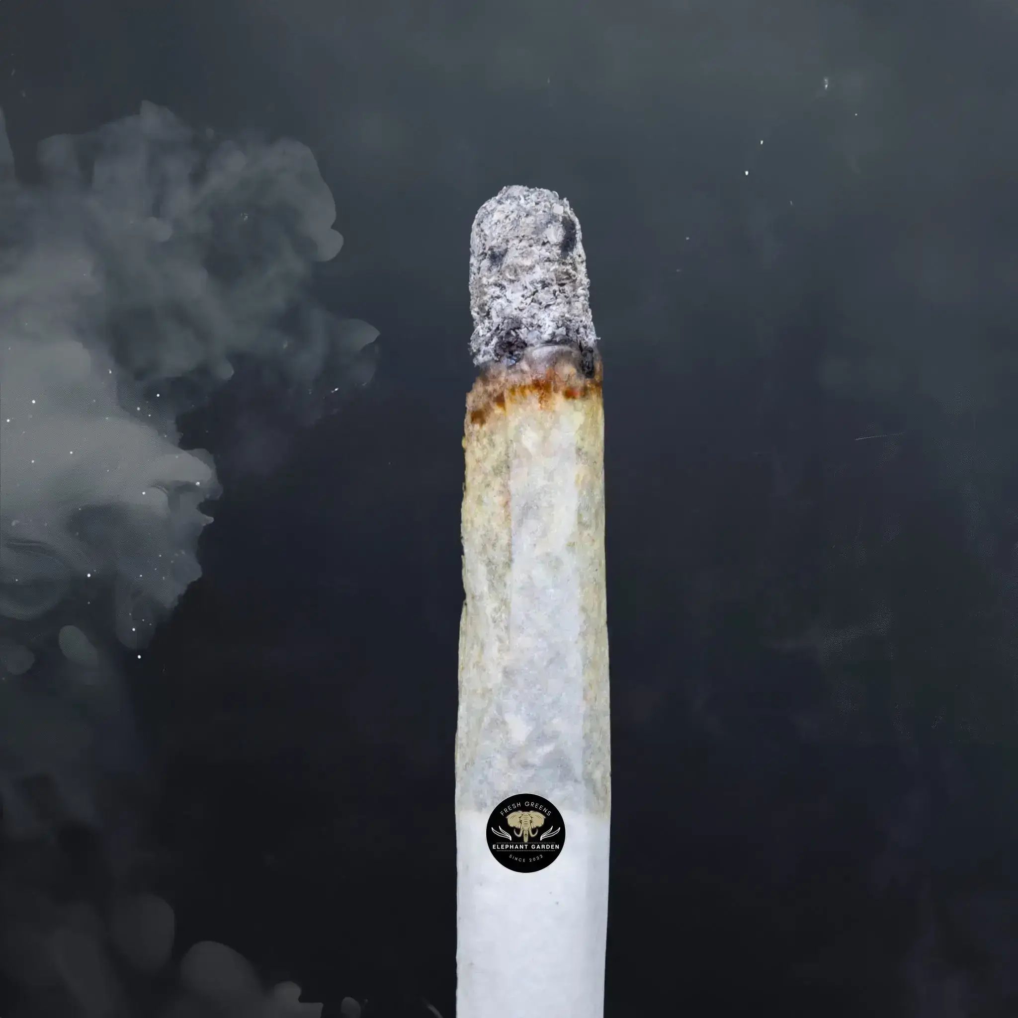 Buy Gary Payten at Elephant Garden Co Weed Dispensary Burn Test 8 7 2024 2