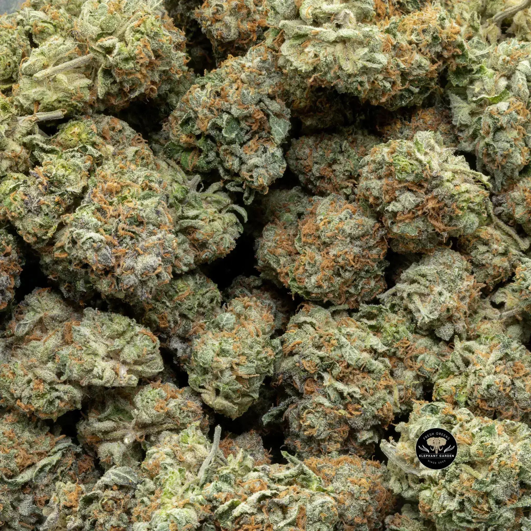 Buy Gary Payten at Elephant Garden Co Weed Dispensary Close 8 19 24 2