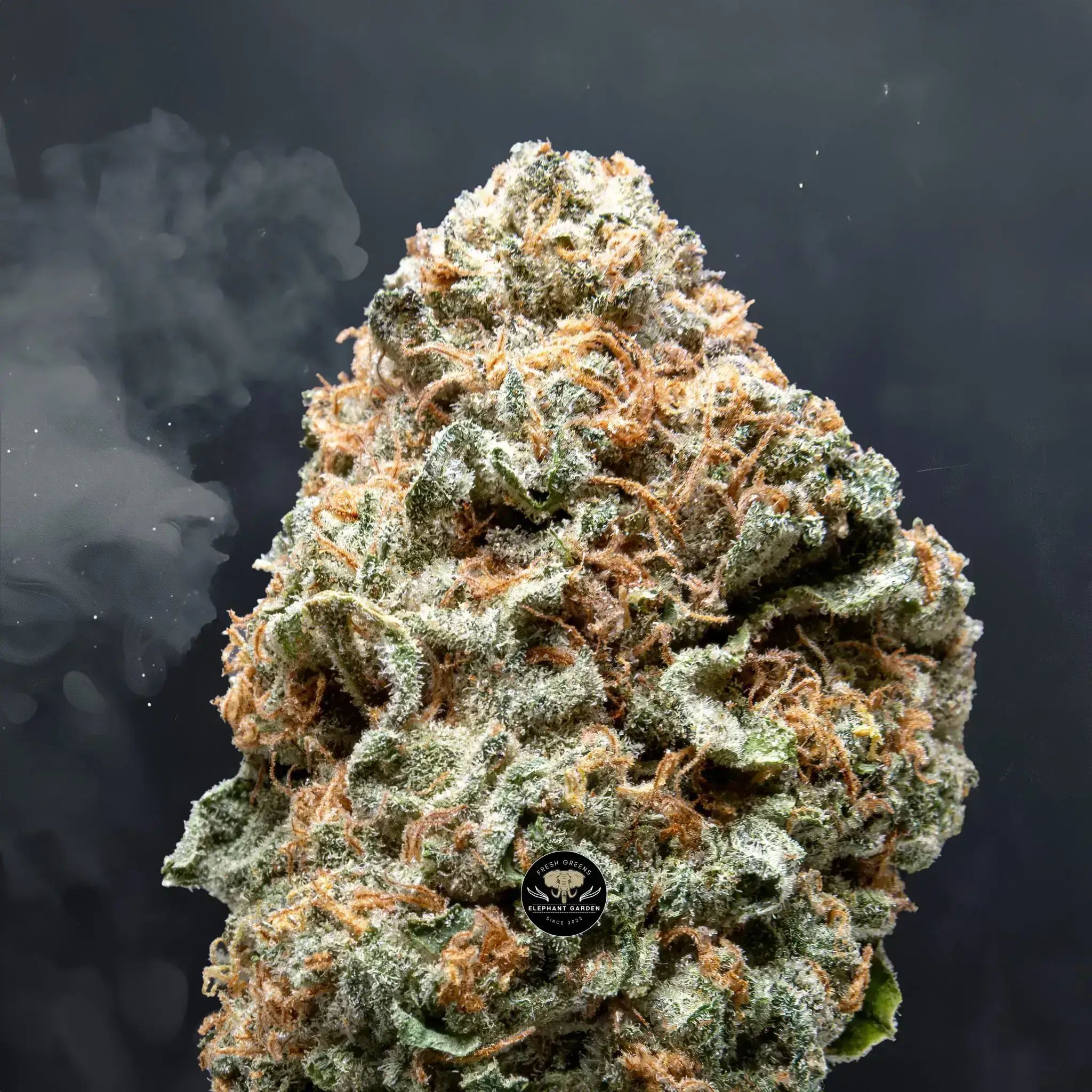 Buy Gary Payten at Elephant Garden Co Weed Dispensary Close 8 7 24 2