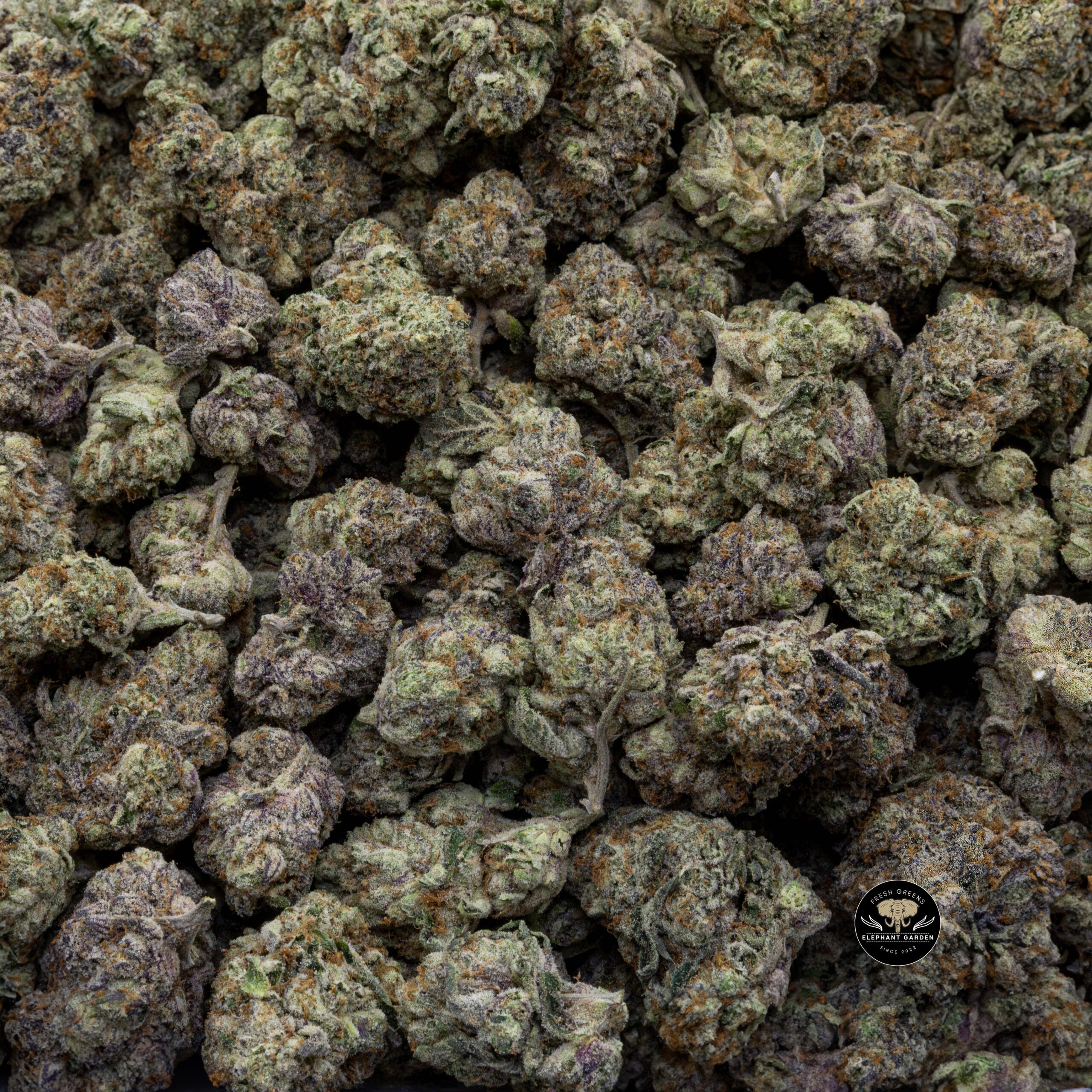 Buy Gas Berry (Bulk) at Elephant Garden Co Weed Dispensary Bulk 10_30_2023 3