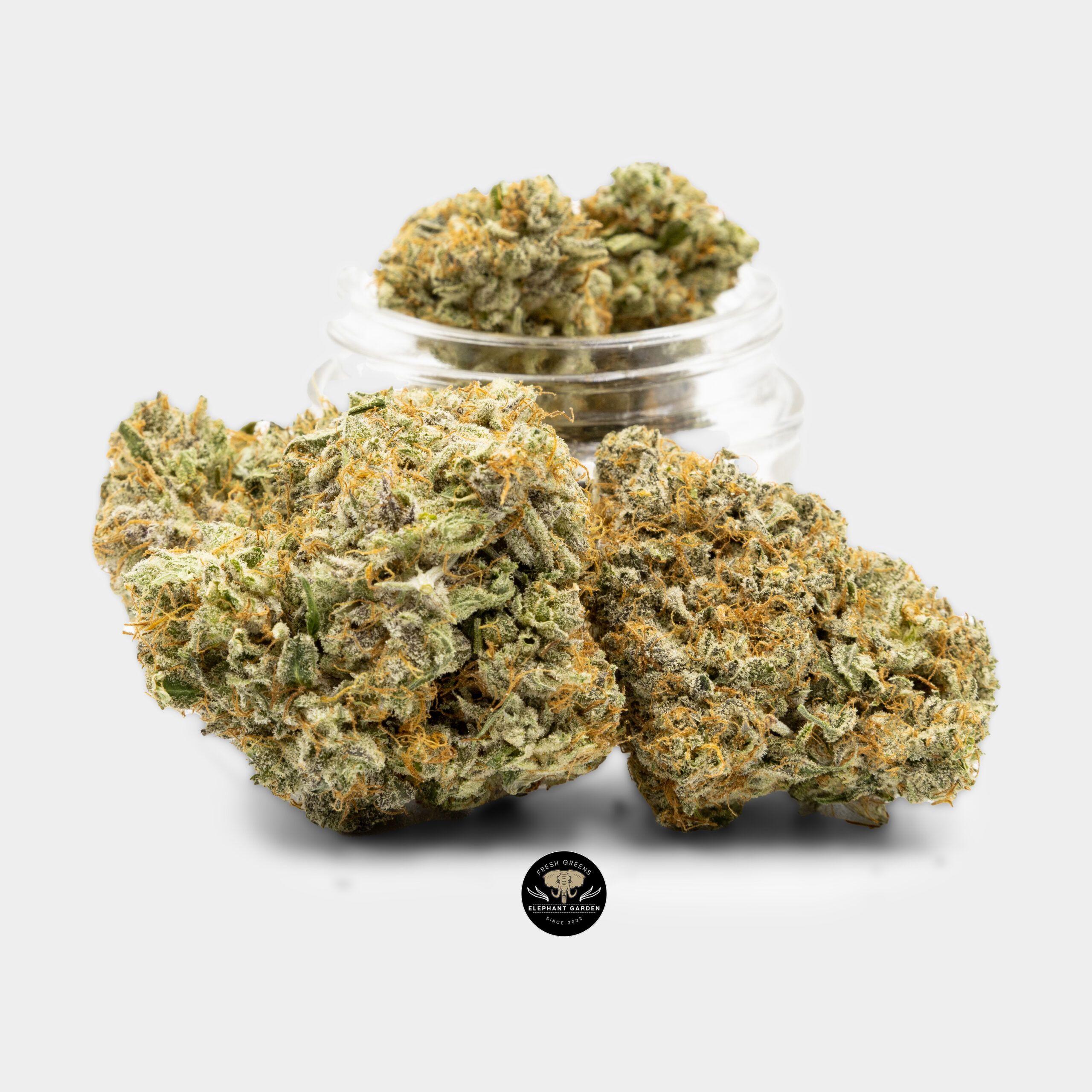 Buy Kish at Elephant Garden Co Bulk 6.1.2023