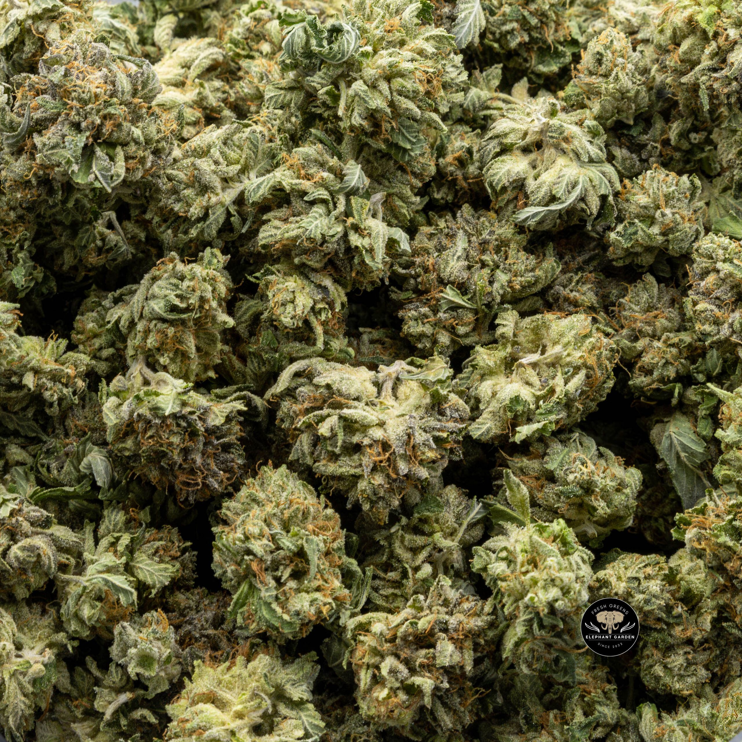 Buy MKU Popcorn at Elephant Garden Co Weed Dispensary Online Canada Bulk 6.1.2023