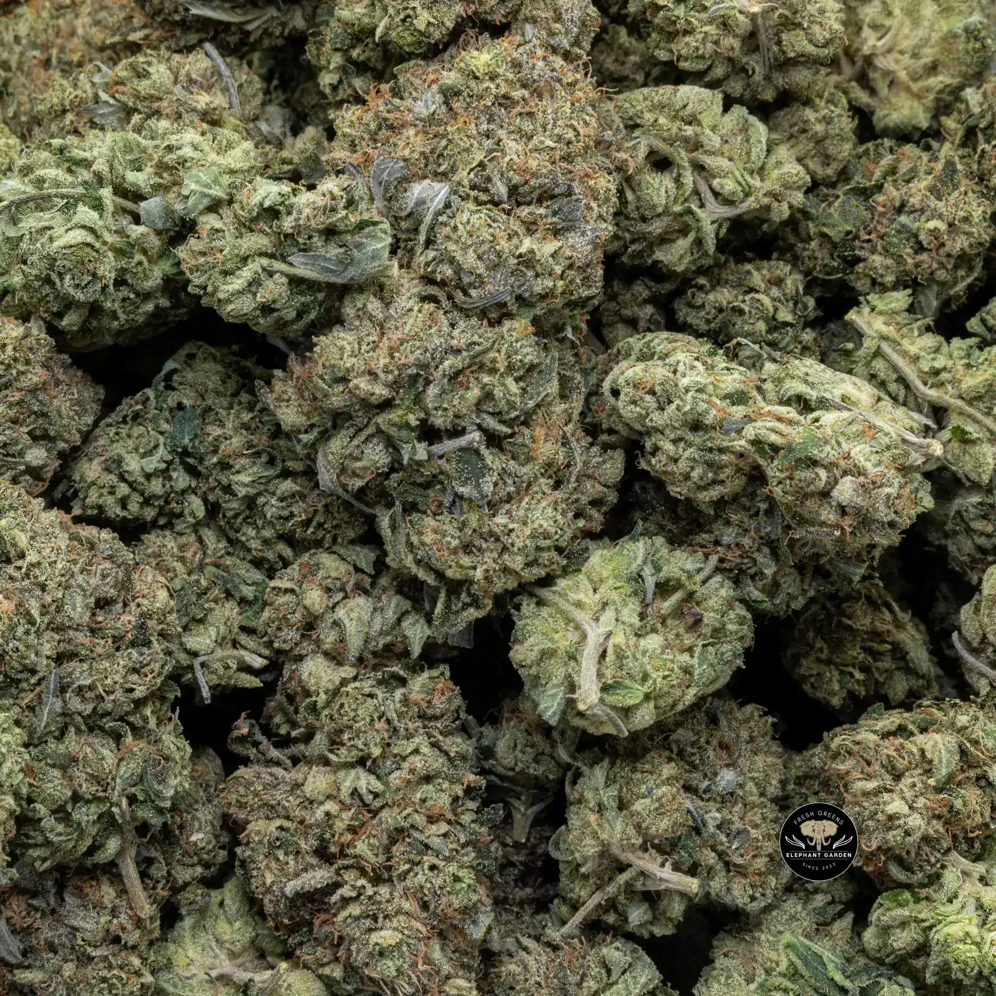 Buy Pine Tar at Elephant Garden Co Weed Dispensary Close 8 19 24 2